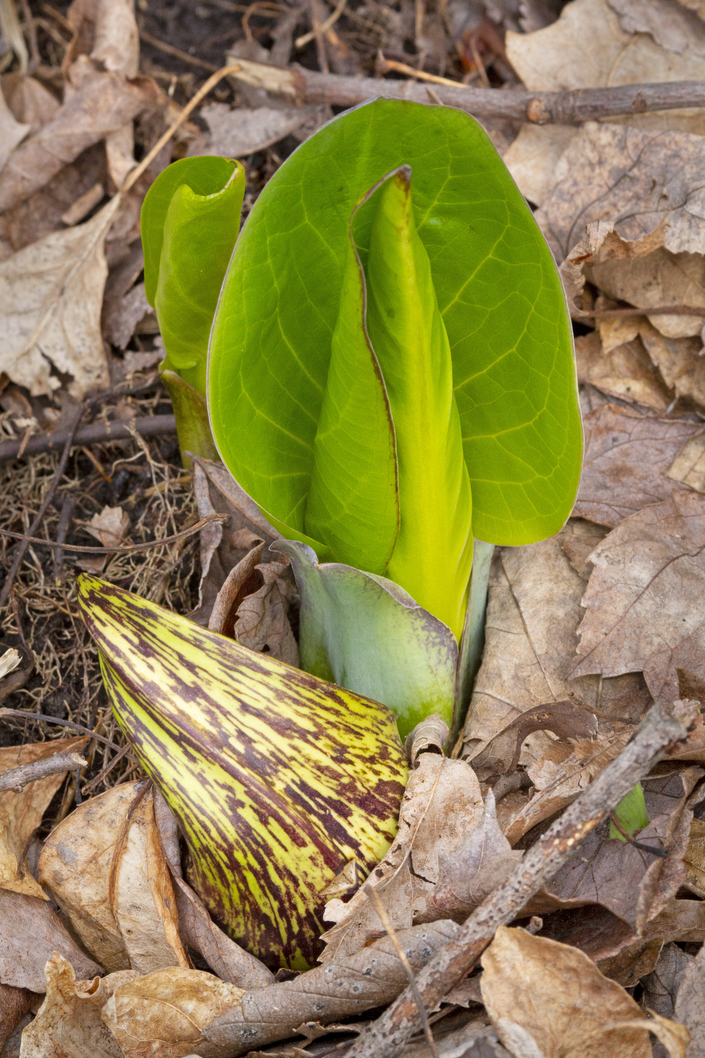skunk cabbage with leaf.png
