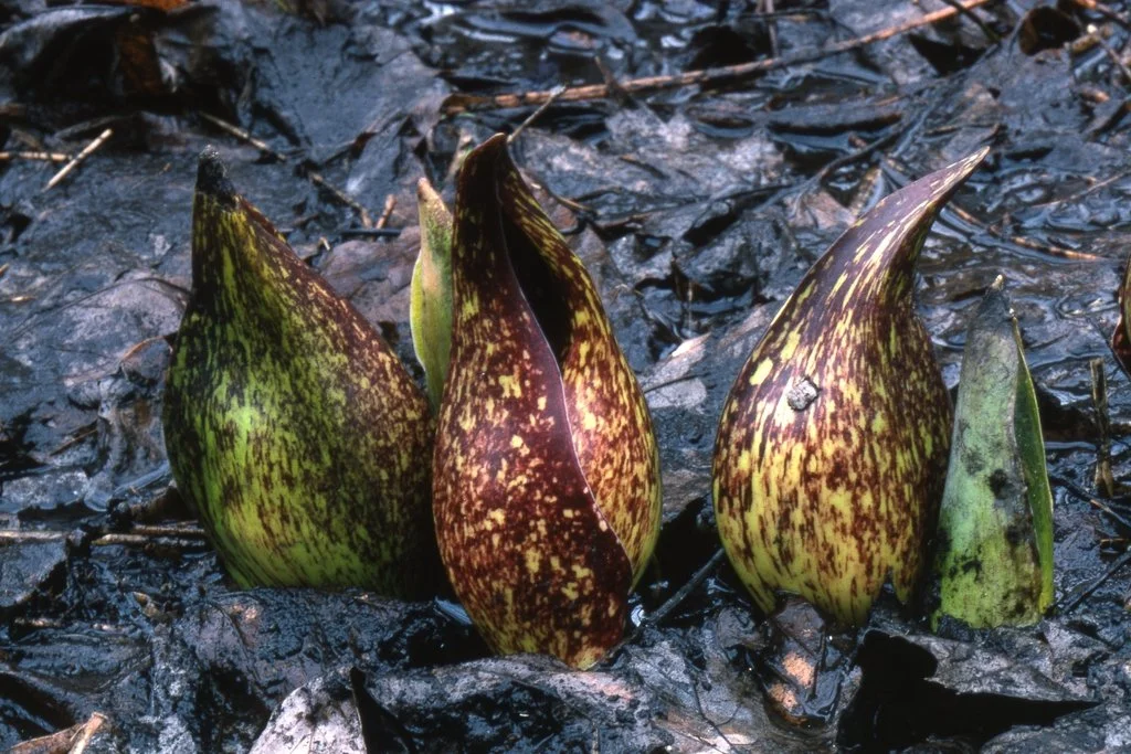 bulbs in mud_skunk cabbage.jpeg