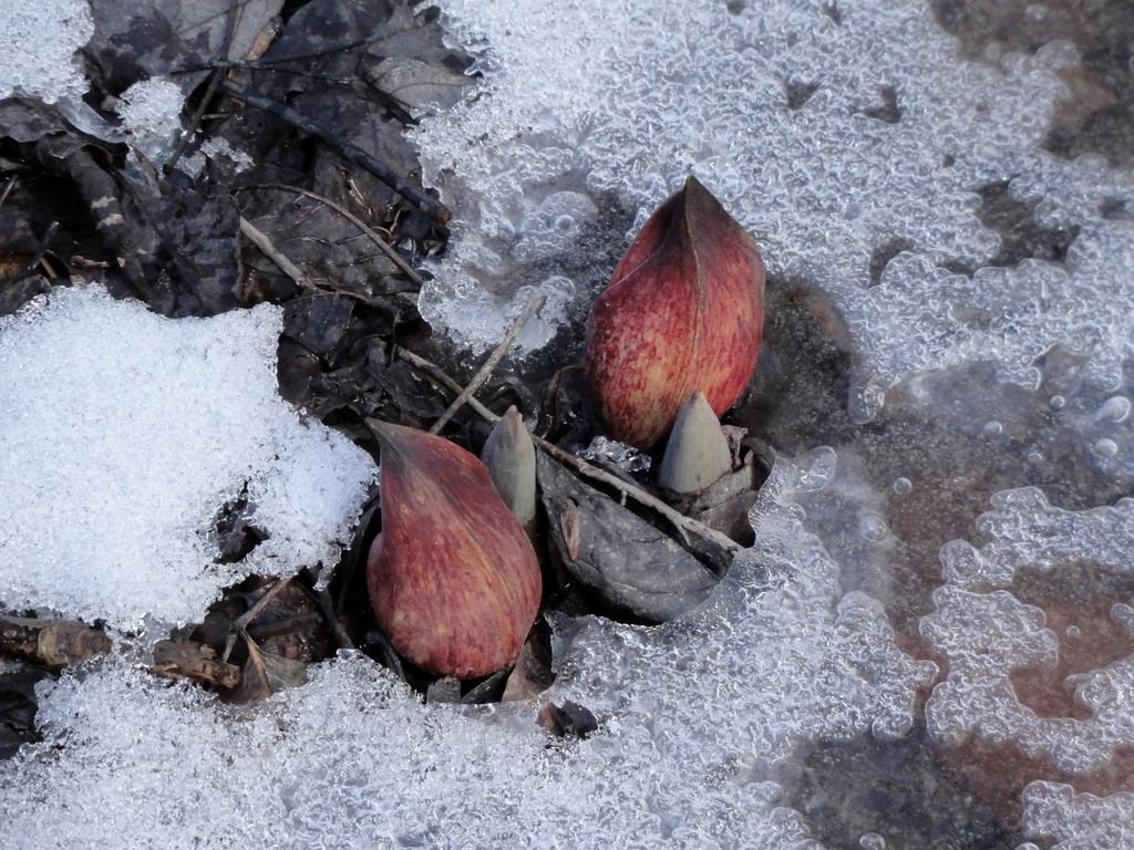 skunk cabbage snow.png