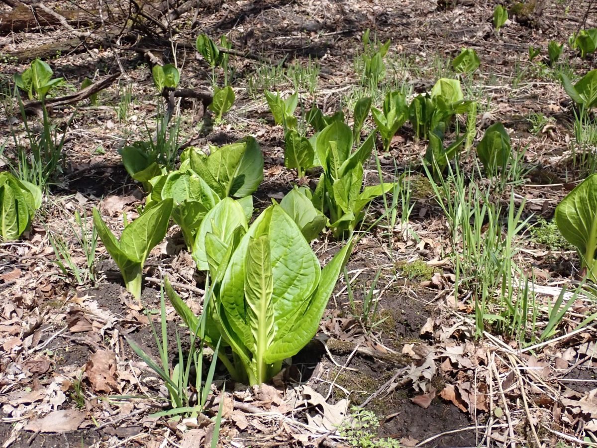Skunk-cabbage-colony-.jpeg