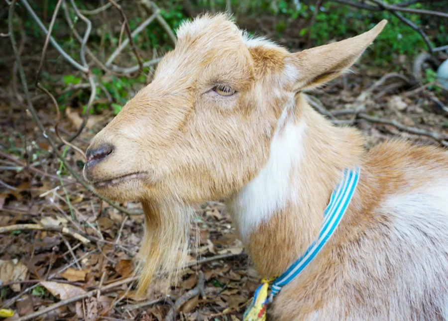 Goats - WEB-05.jpg