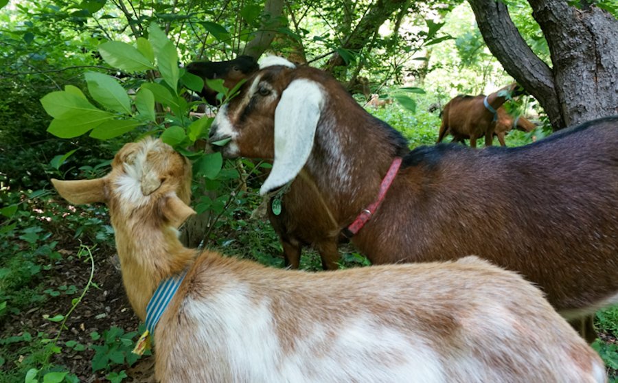 Goats - WEB-03.jpg