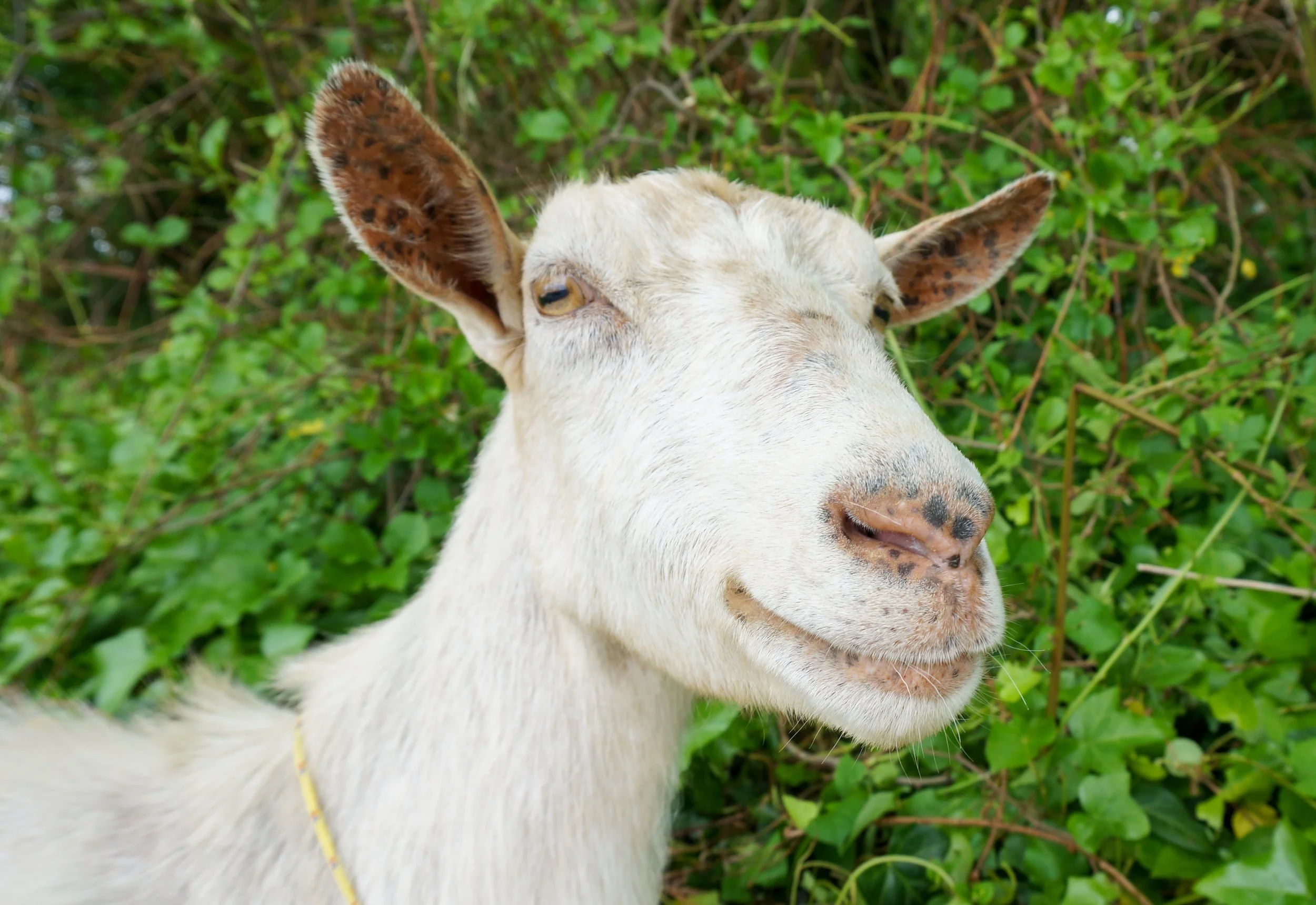 Goats - PRINT-28.jpg