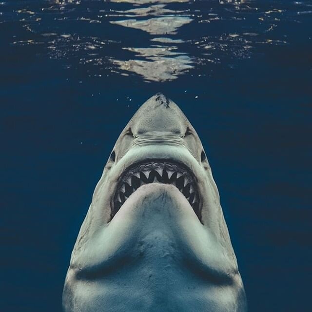 Happy 45th Anniversary to JAWS. This is a pic of REAL GREAT WHITE SHARK🦈
.
#jaws .
#stevenspielberg .
#greatwhitesharks