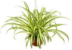 Spider Plant