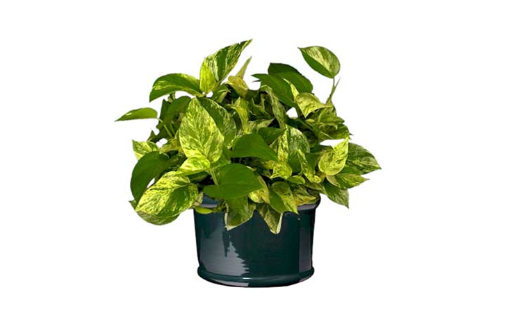 Golden Pothos