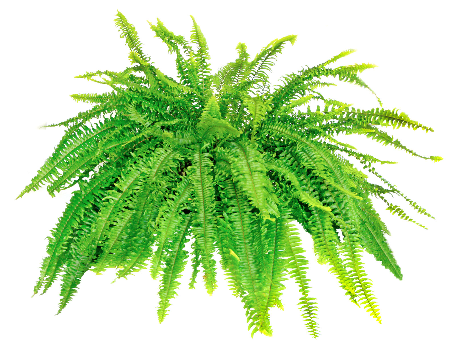 Boston Fern