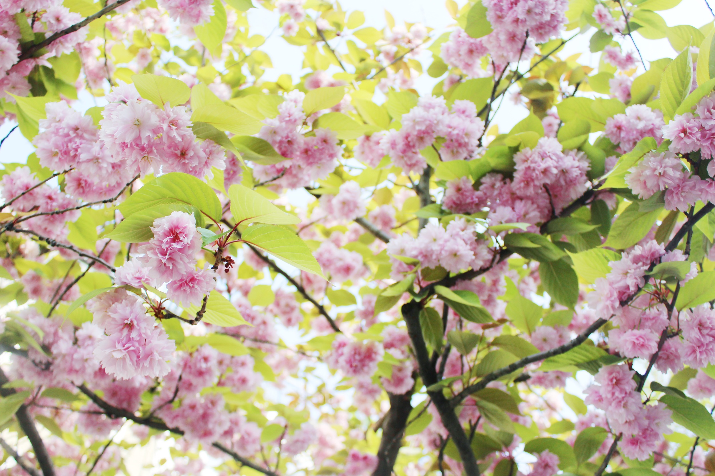 Notting Hill Charm - Cherry Blossoms | Sundays and Somedays