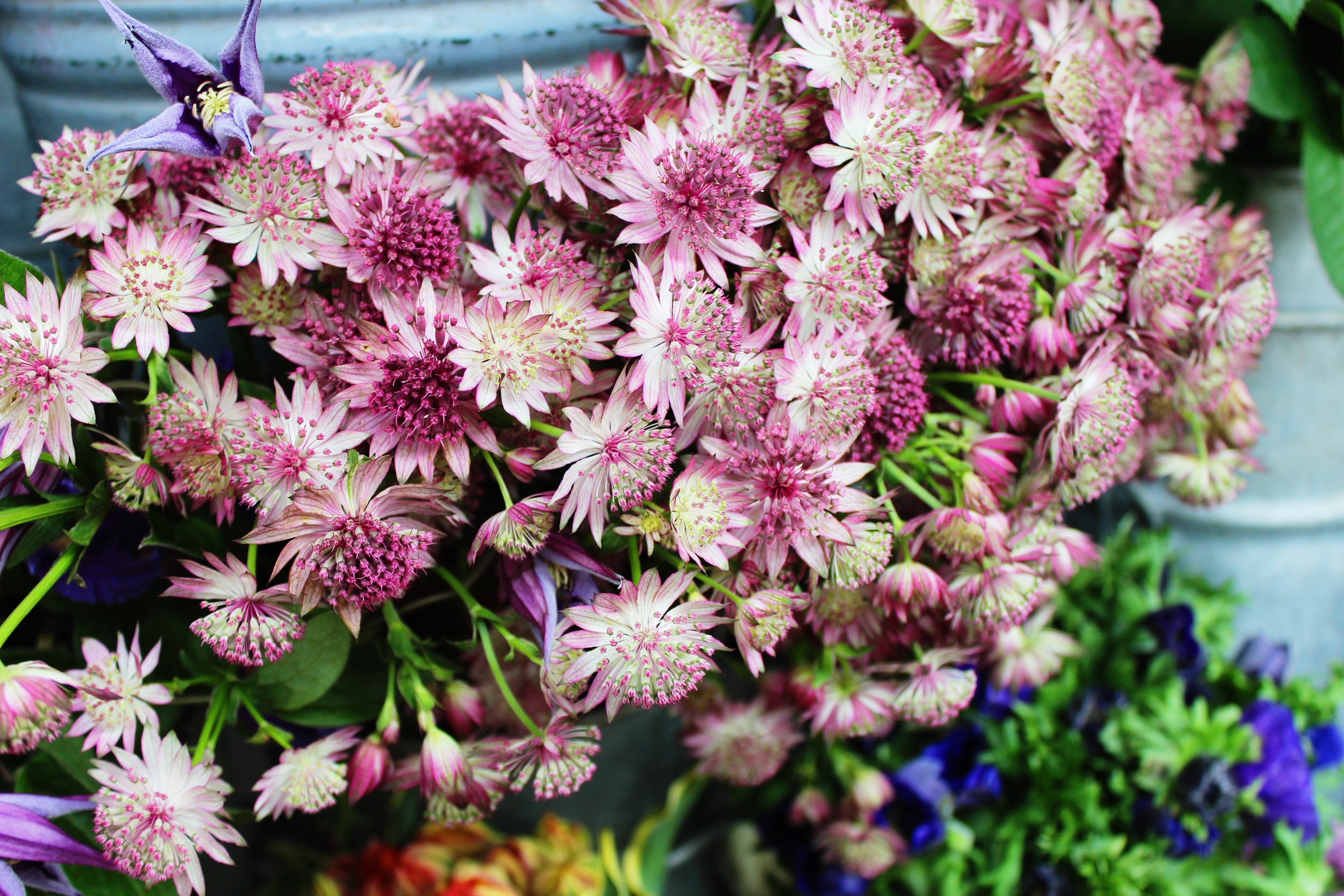 Liberty London Flowers | Sundays and Somedays