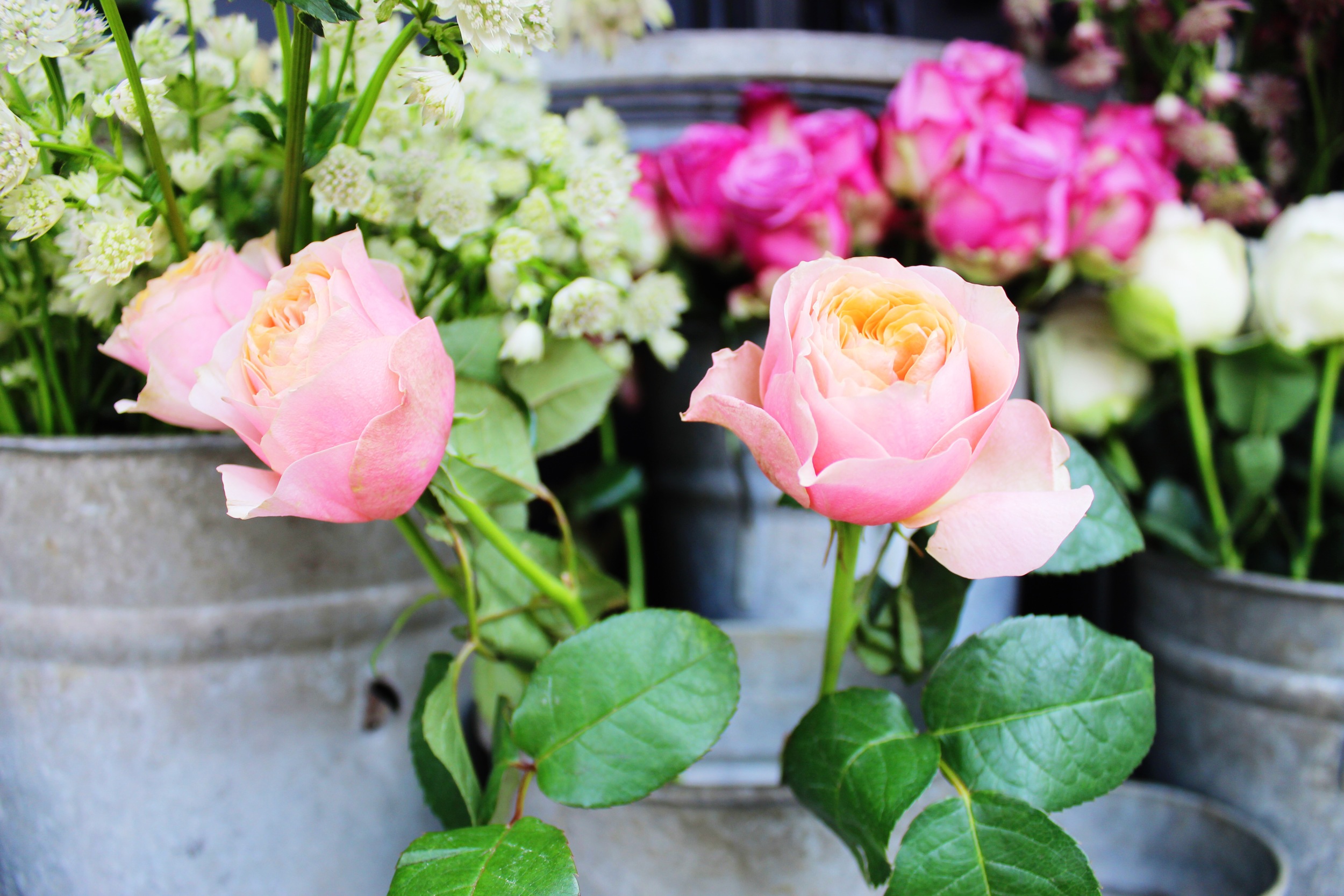 Liberty London Flowers | Sundays and Somedays