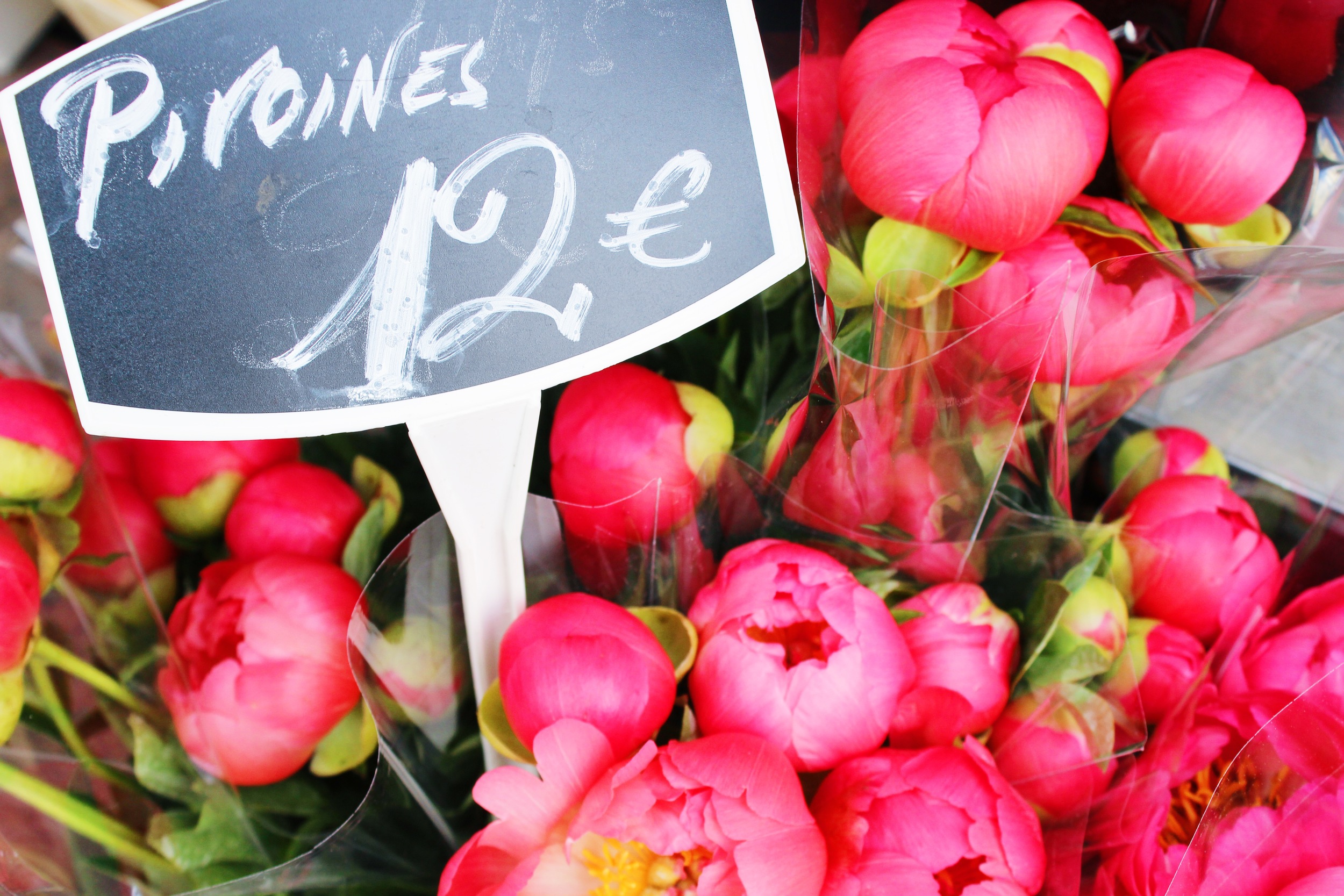 Pink Flowers in Paris | Sundays and Somedays