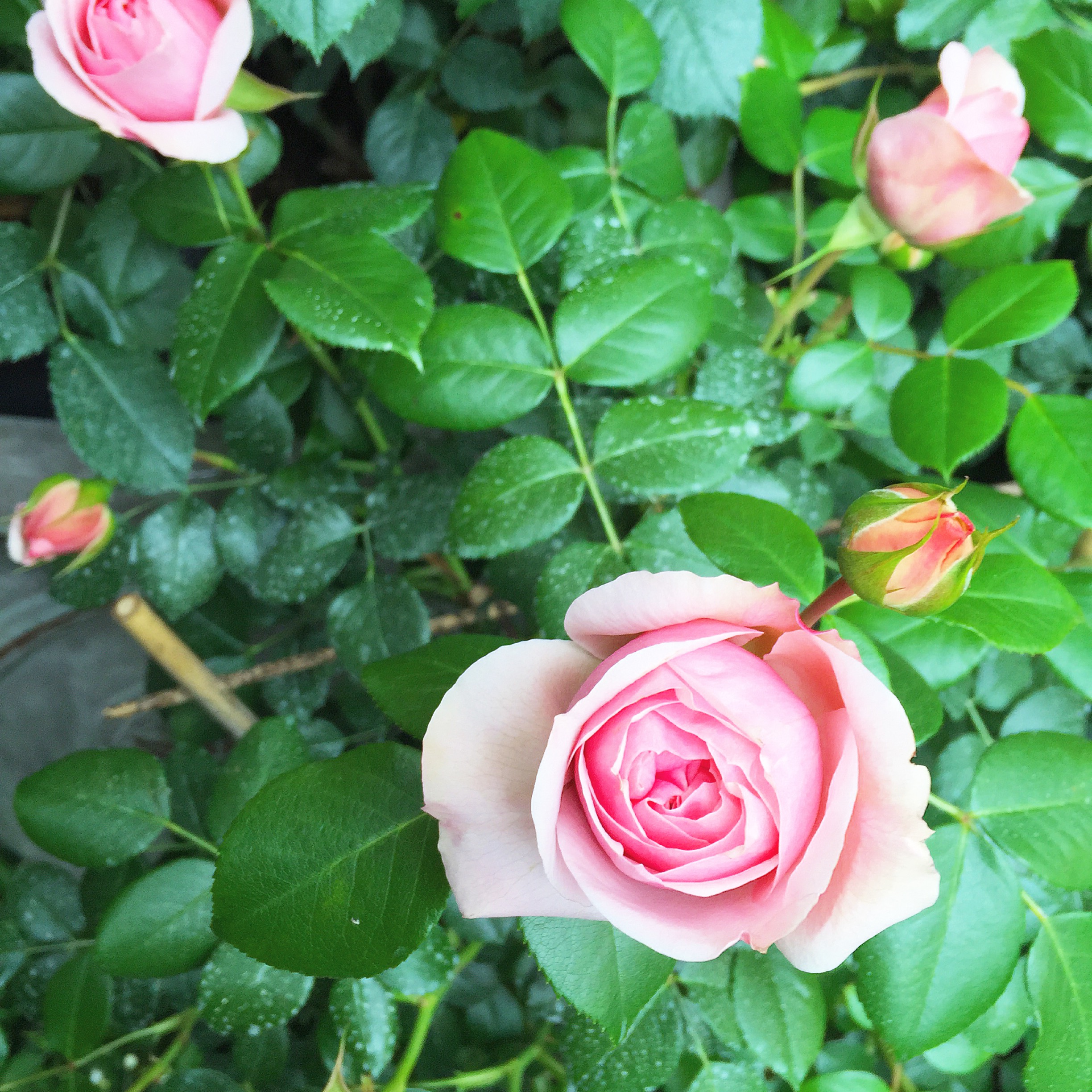 Pink Flowers in Paris | Sundays and Somedays