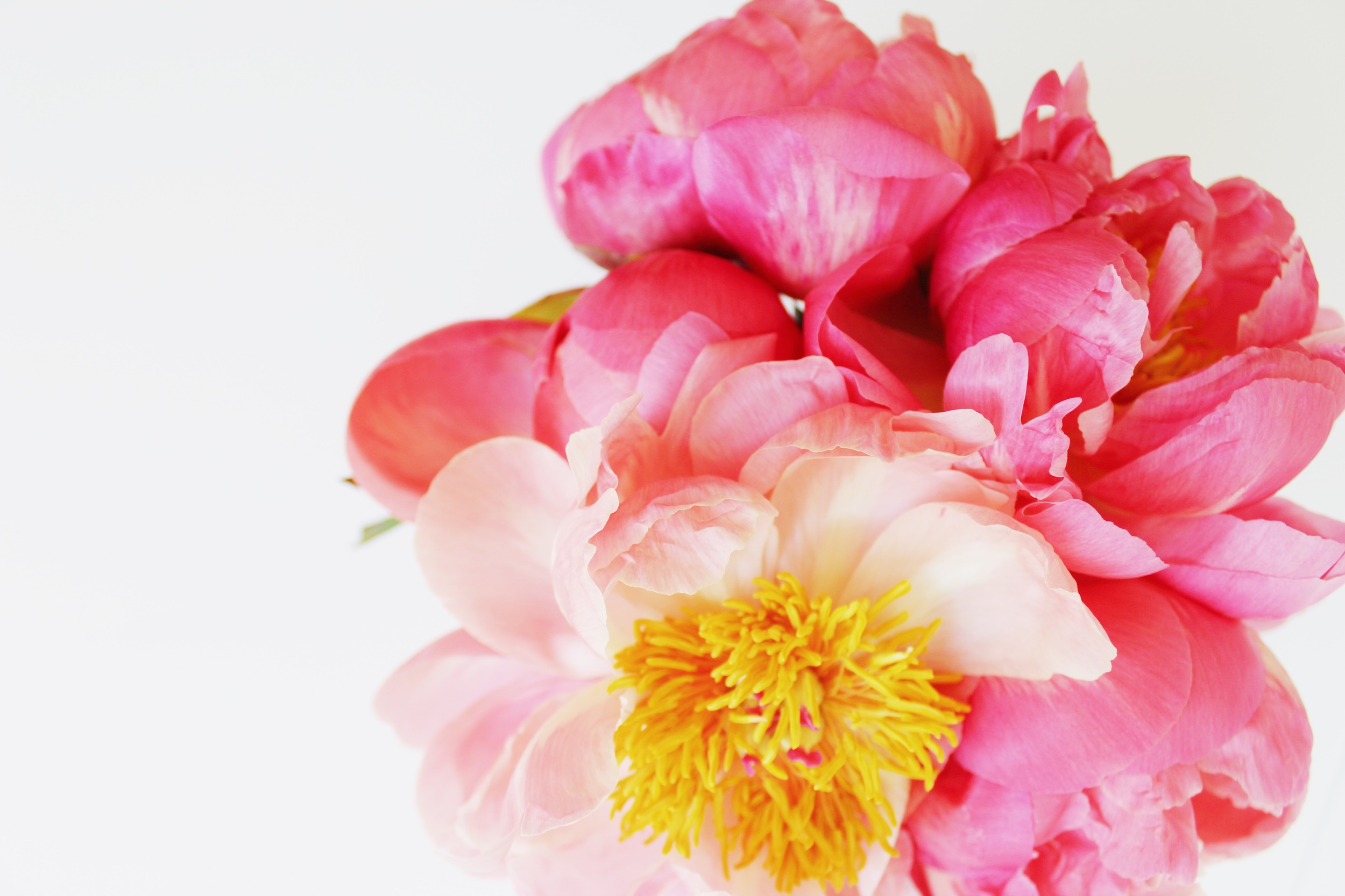 Pink Peonies for Flower Friday | Sundays and Somedays