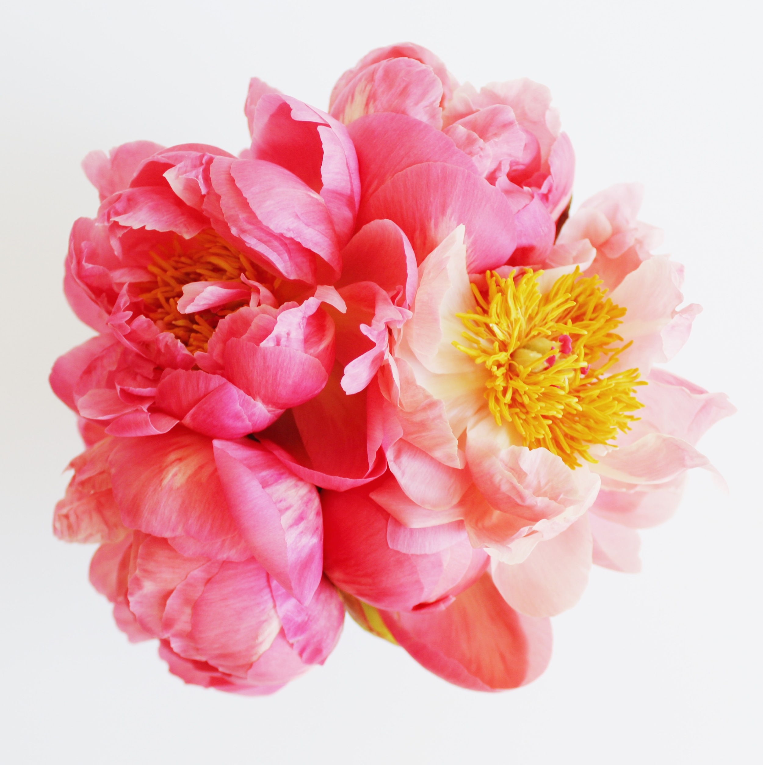 Pink Peonies for Flower Friday | Sundays and Somedays