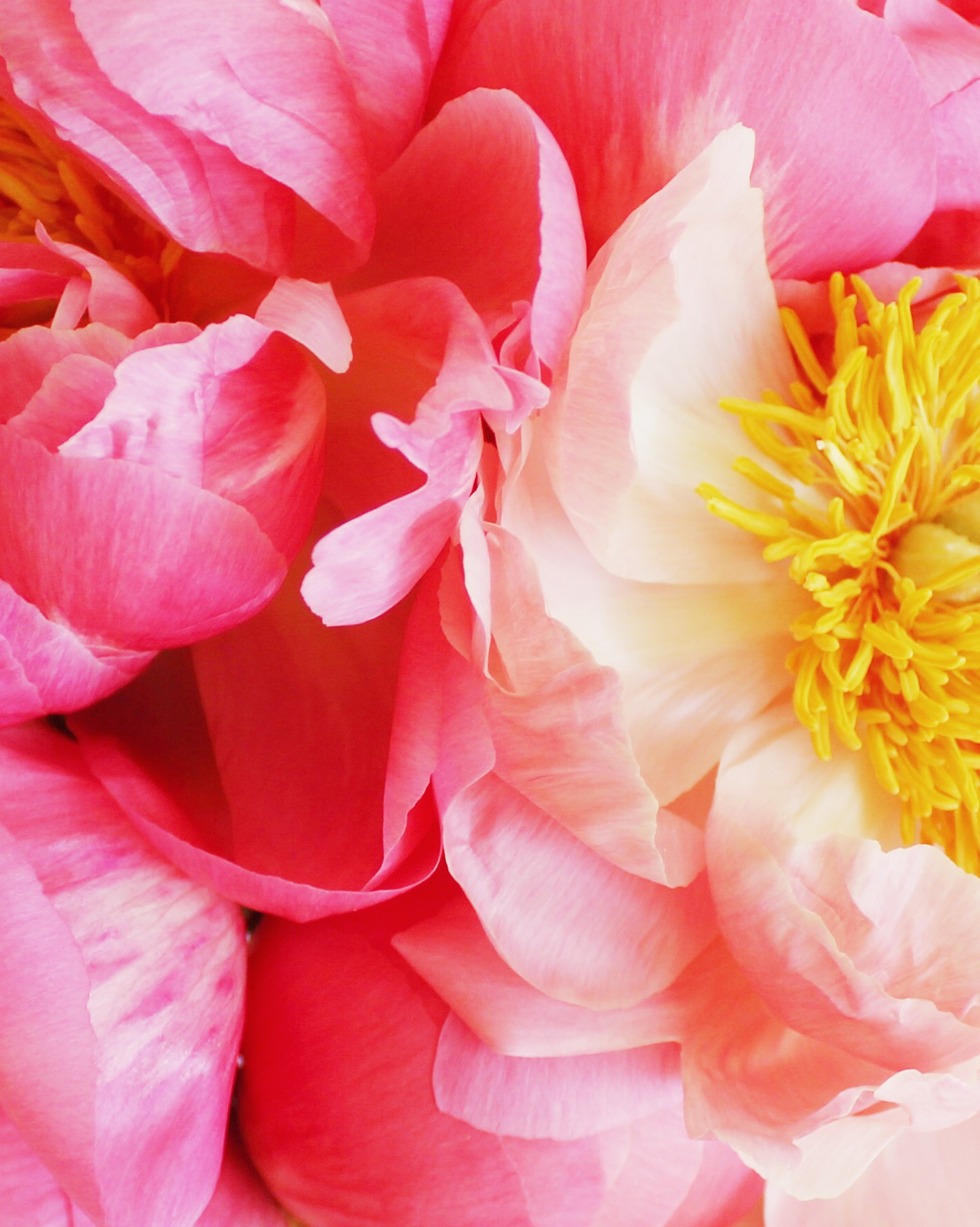 Pink Peonies for Flower Friday | Sundays and Somedays