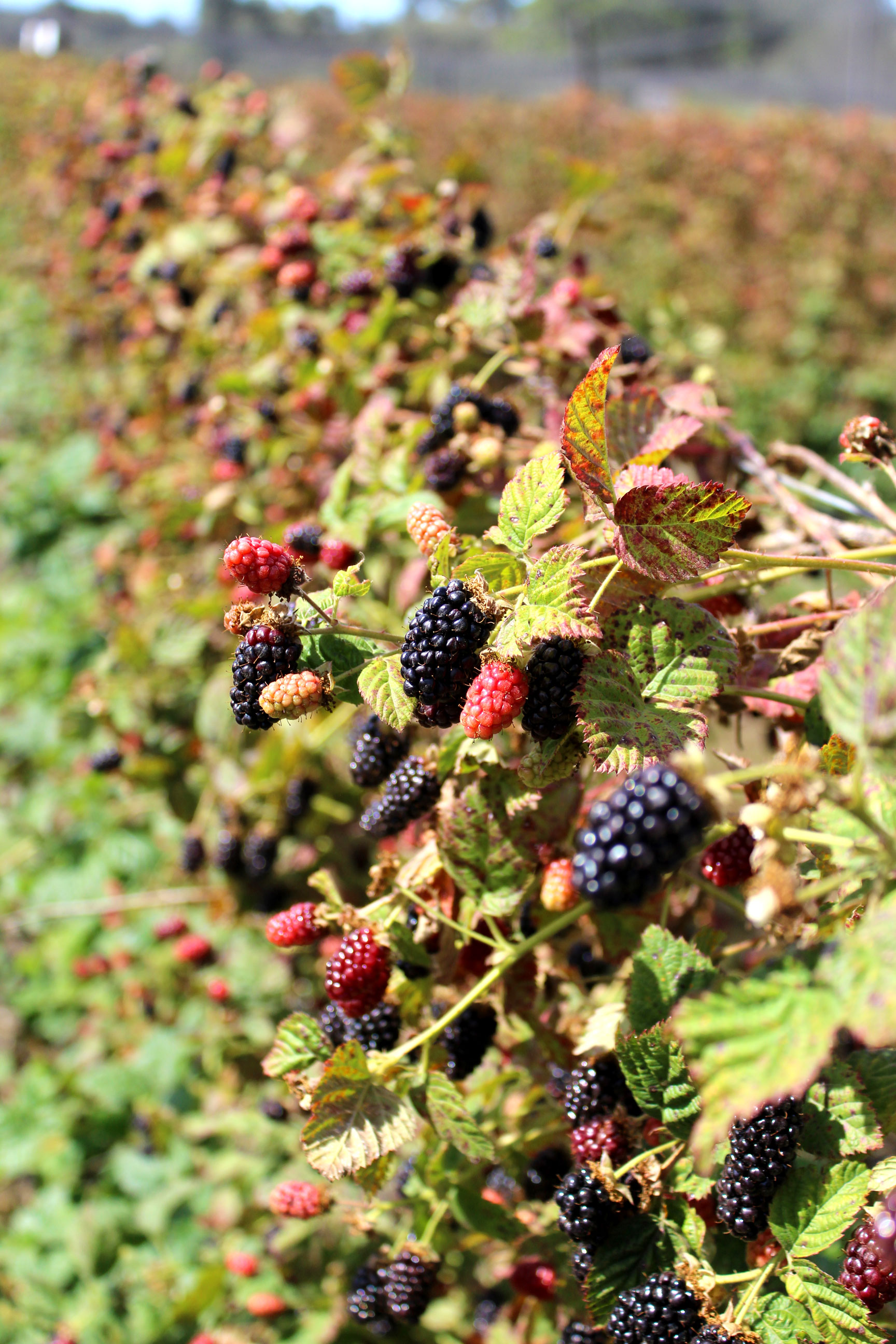 Summertime in Northern California - U-Pick Olallieberries at Swanton Farm | Sundays and Somedays