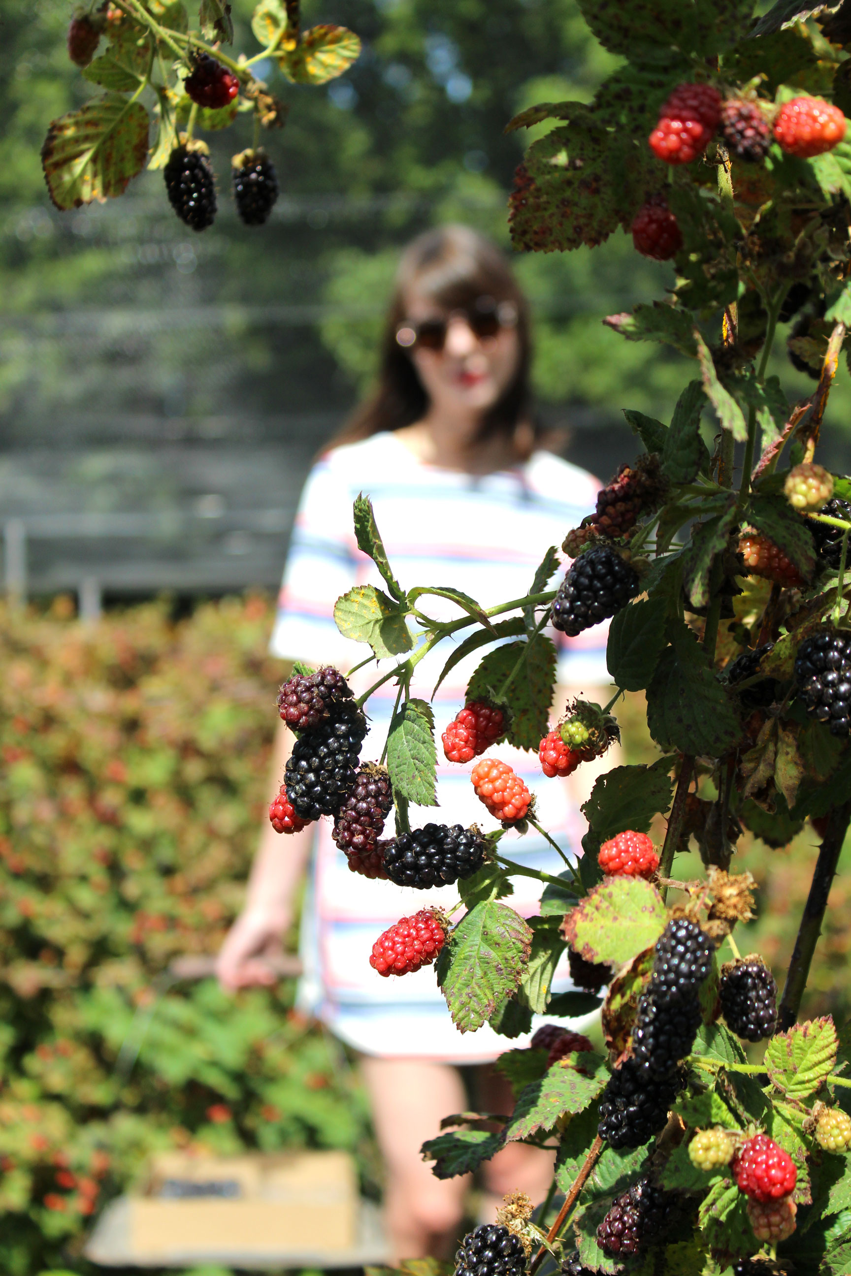 Summertime in Northern California - picking berries and wearing this red, white and blue striped shift dress from Topshop | Sundays and Somedays