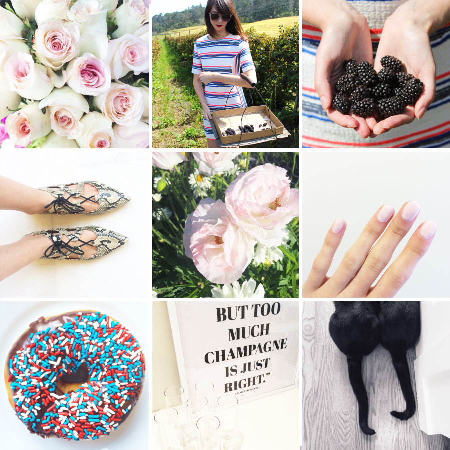 June in Photos - Pink Petals, Berry Picking and Sprinkles | Sundays and Somedays