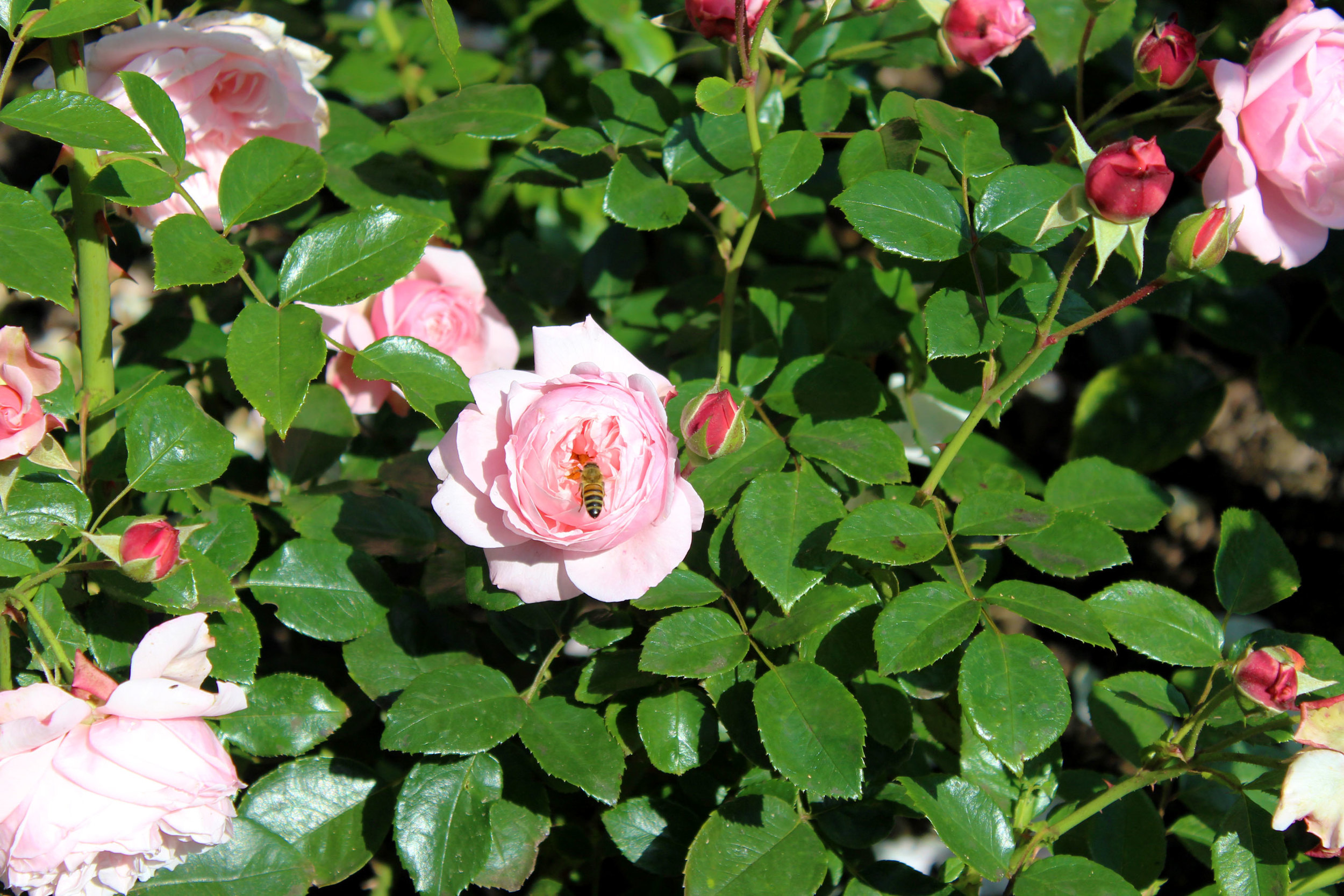 Pink garden rose in London.