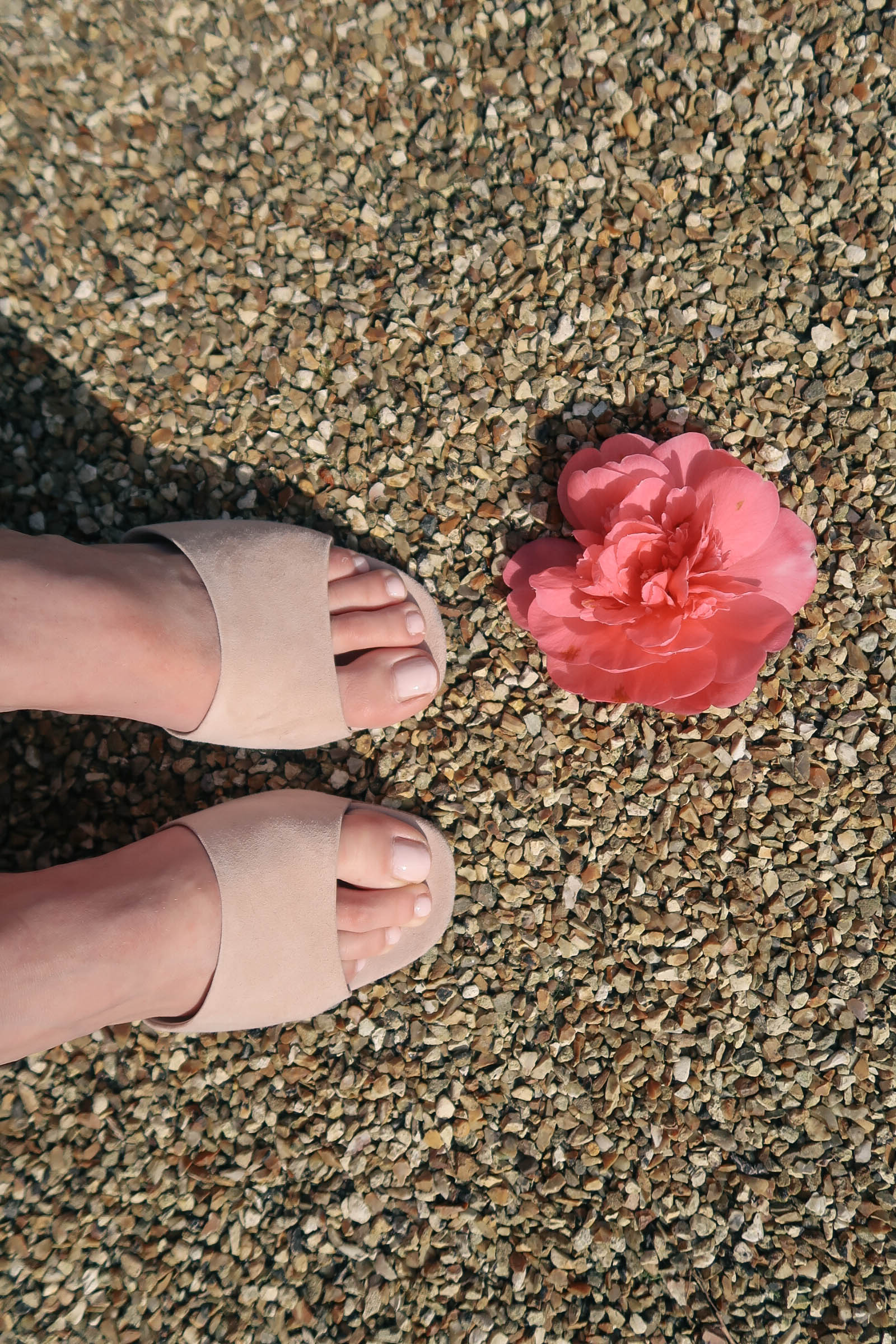 Boden shoes and camellia blooms | Greenwich Strolls | Sundays and Somedays