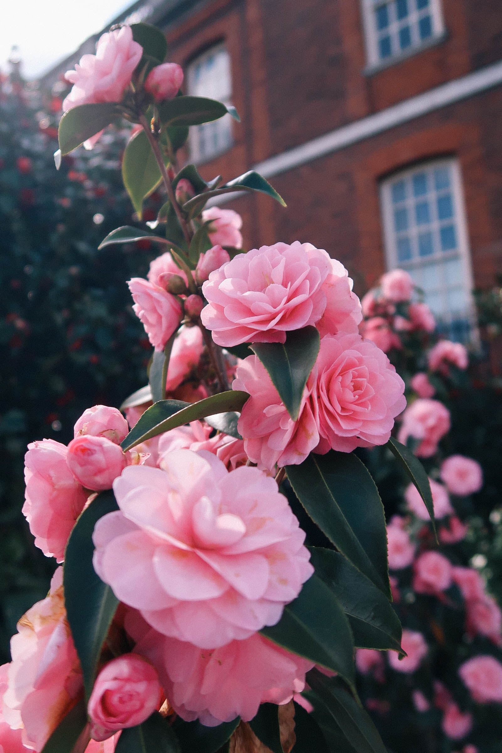 Pink camellia blooms | Greenwich Strolls | Sundays and Somedays