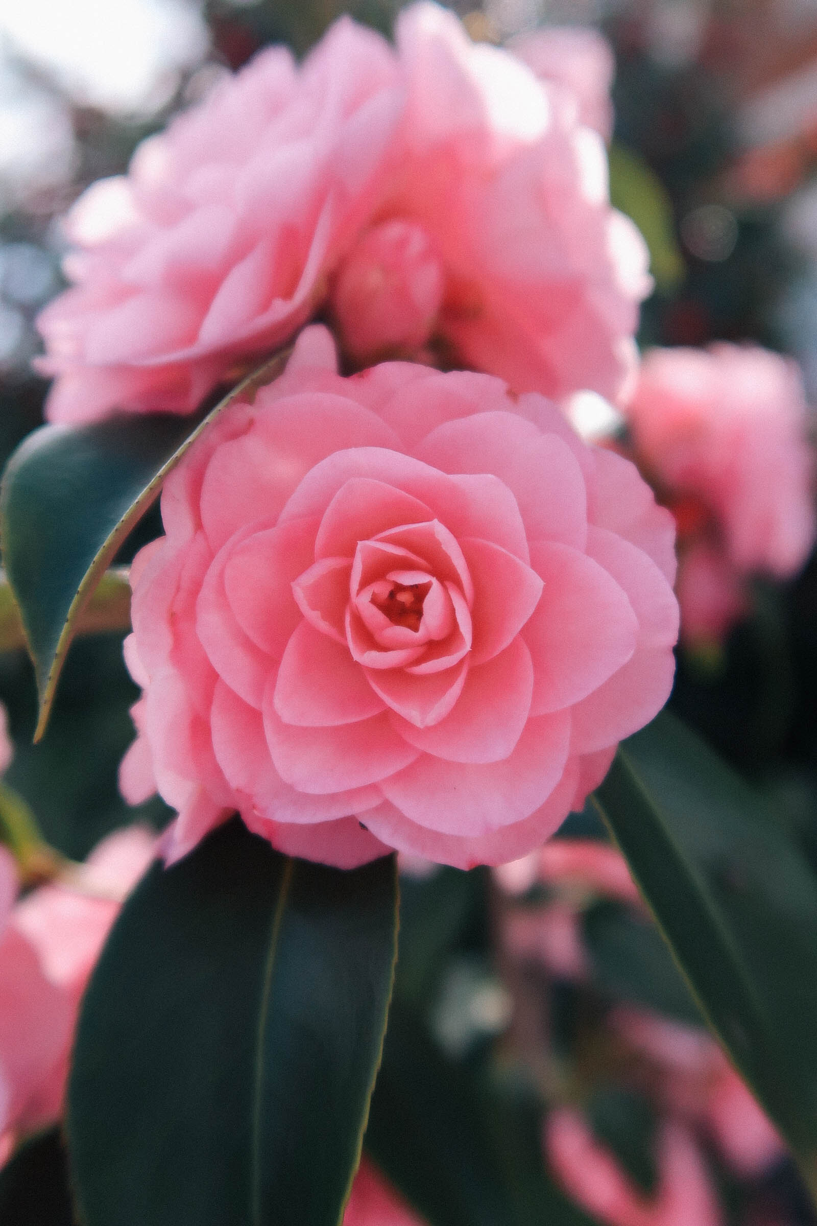 Pink camellias in Greenwich Park London | Greenwich Strolls | Sundays and Somedays