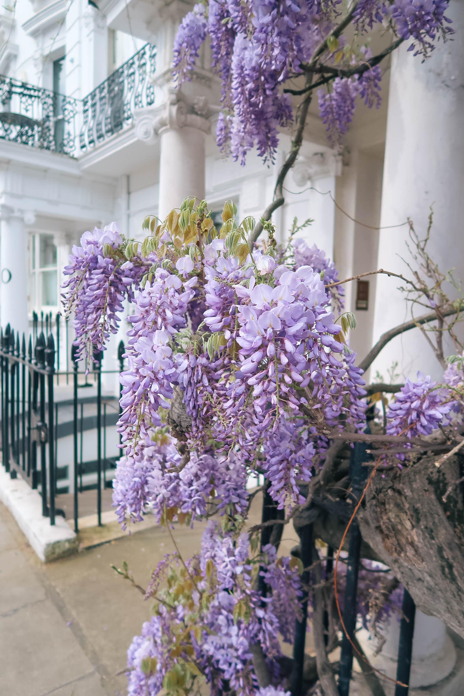 Purple wisteria blossoms in Notting Hill, London | Pink, Purple and Petals | Sundays and Somedays