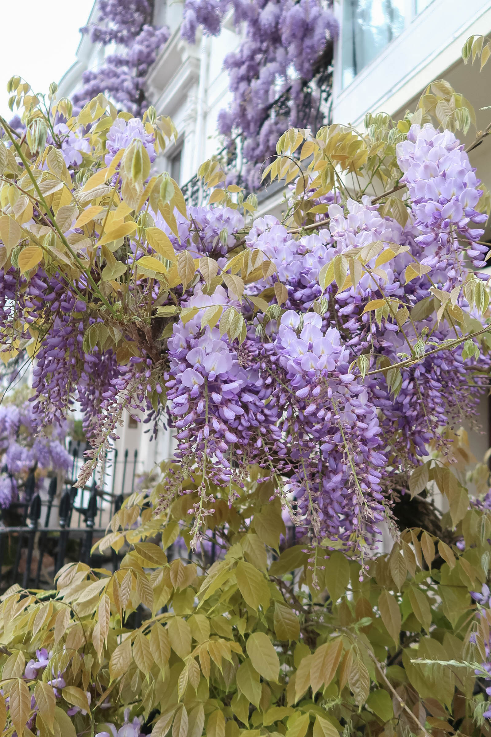 Purple wisteria blossoms in Notting Hill, London | Pink, Purple and Petals | Sundays and Somedays