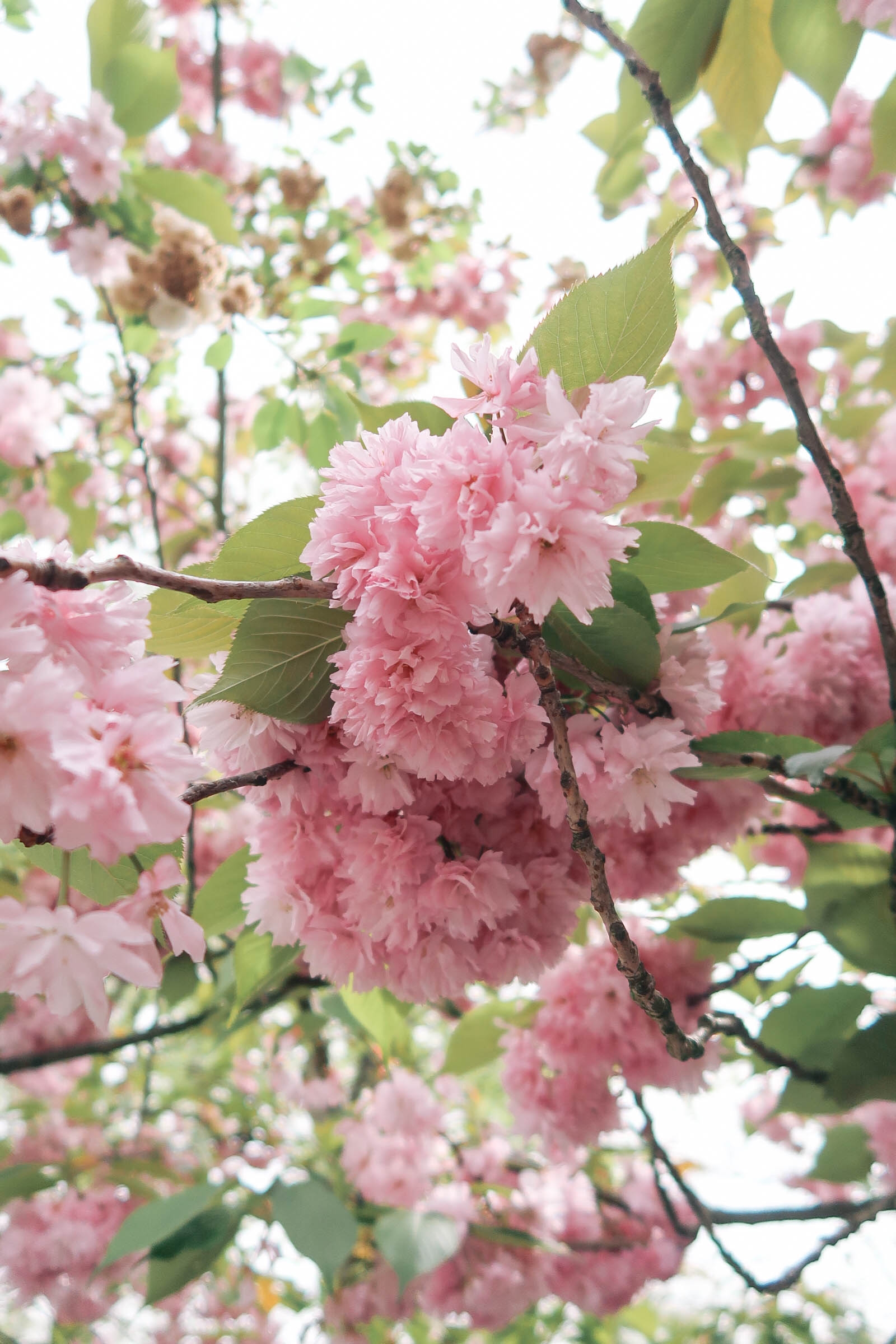 Cherry blossoms in the Notting Hill Neighborhood of London | Pink, Purple and Petals | Sundays and Somedays