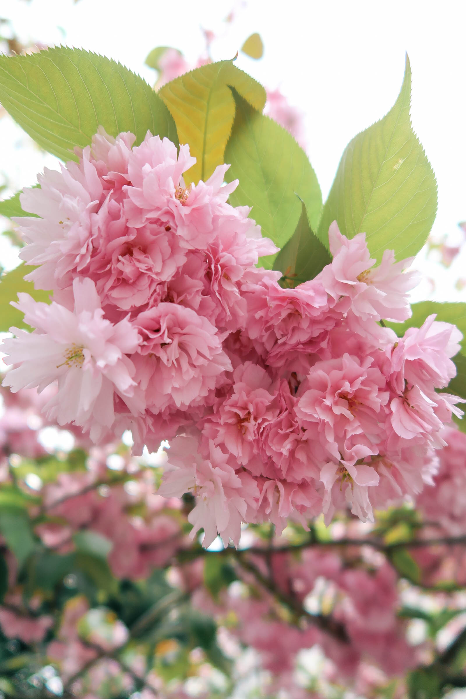 Cherry blossoms in the Notting Hill Neighborhood of London | Pink, Purple and Petals | Sundays and Somedays