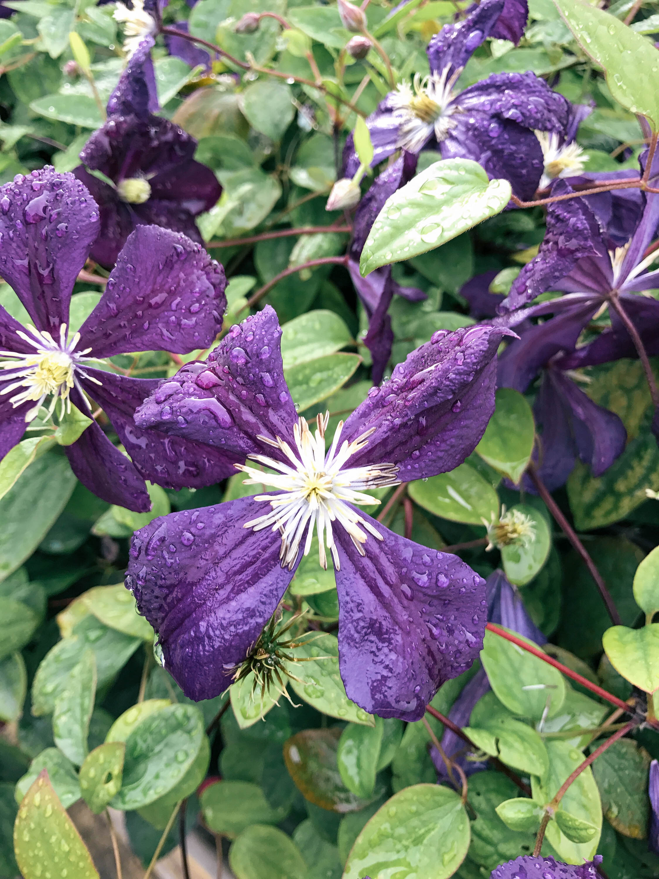 A purple flower after a London rain shower | Sundays and Somedays