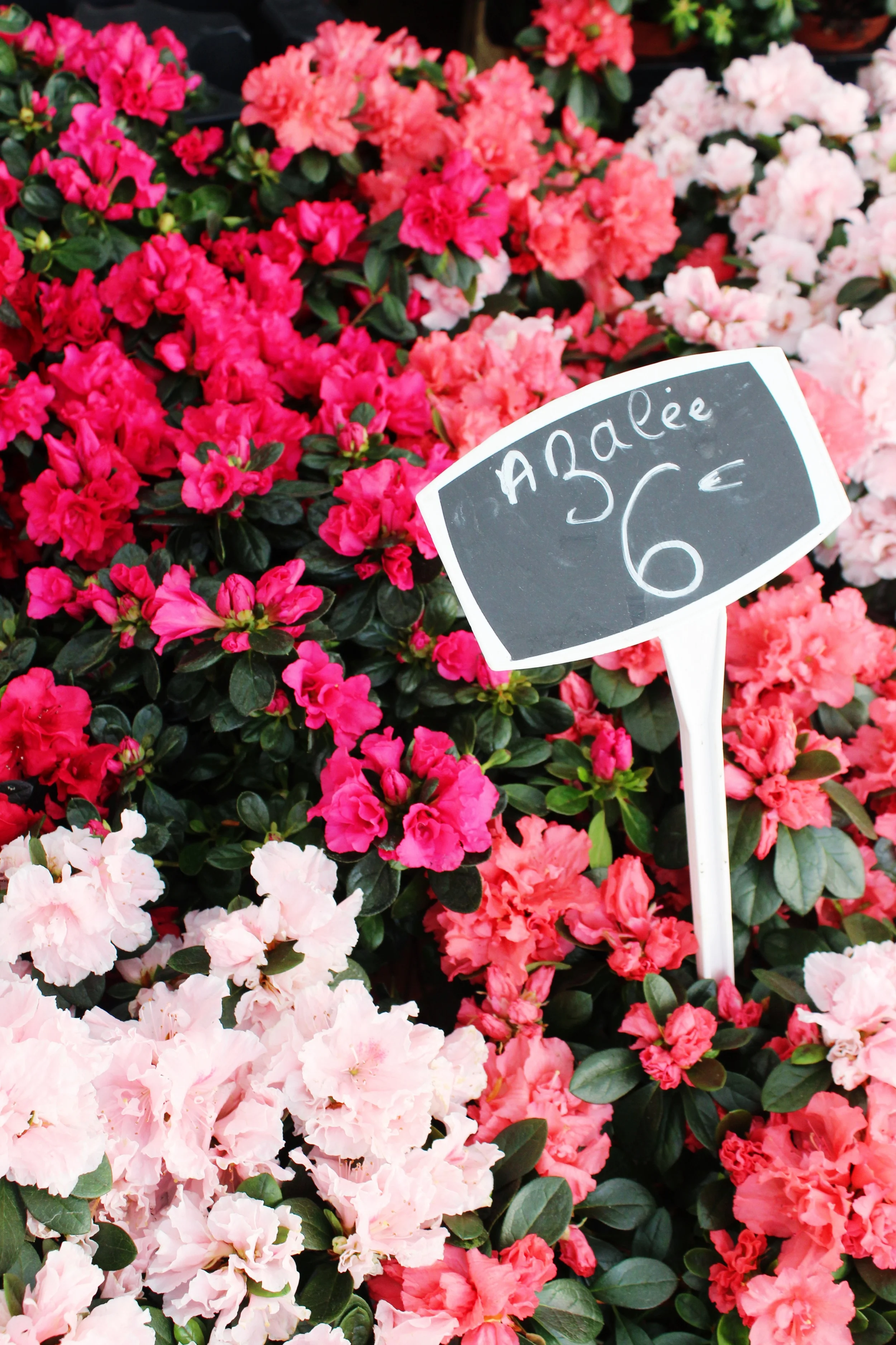 Pink Flowers in Paris