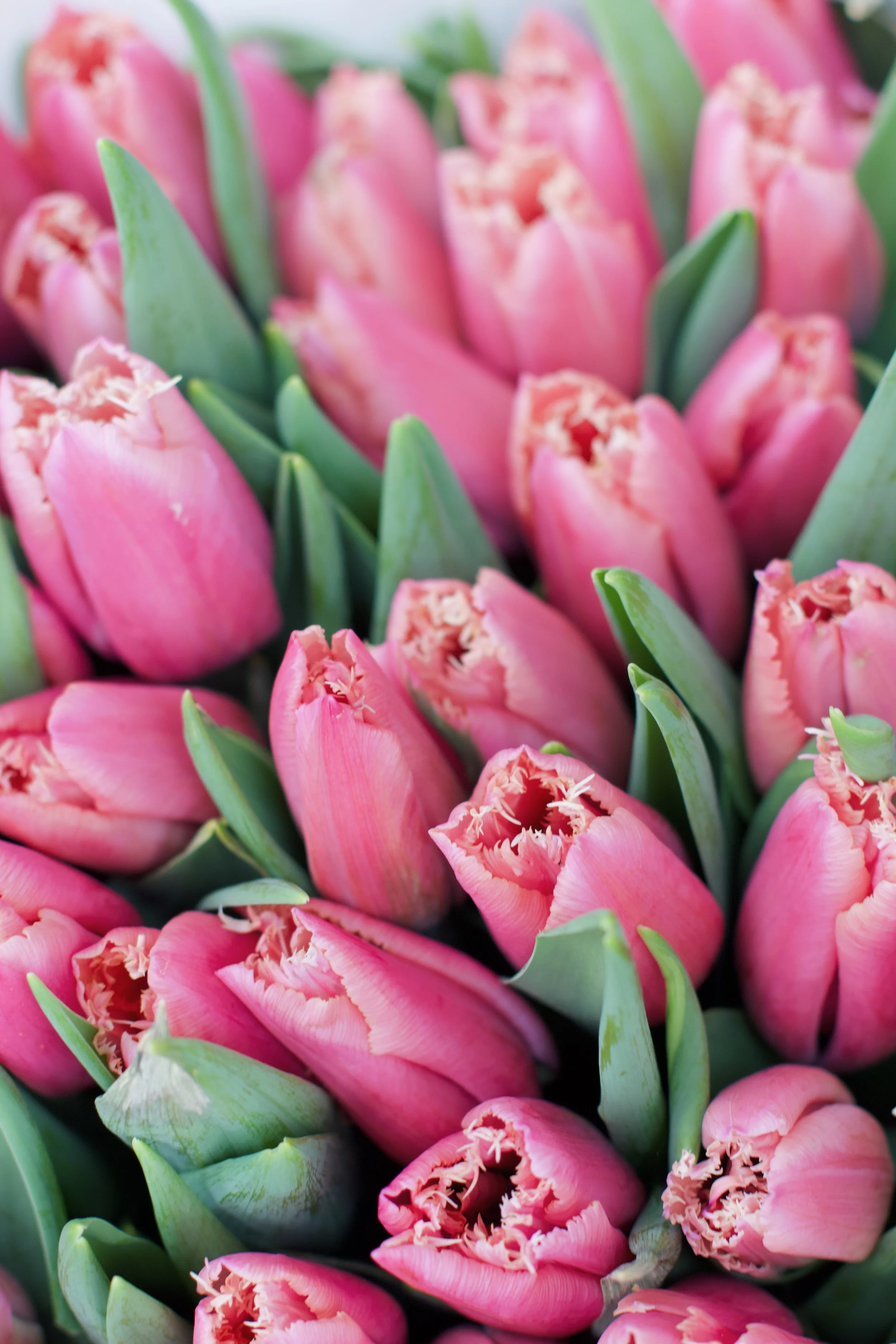 Our Amsterdam Itinerary