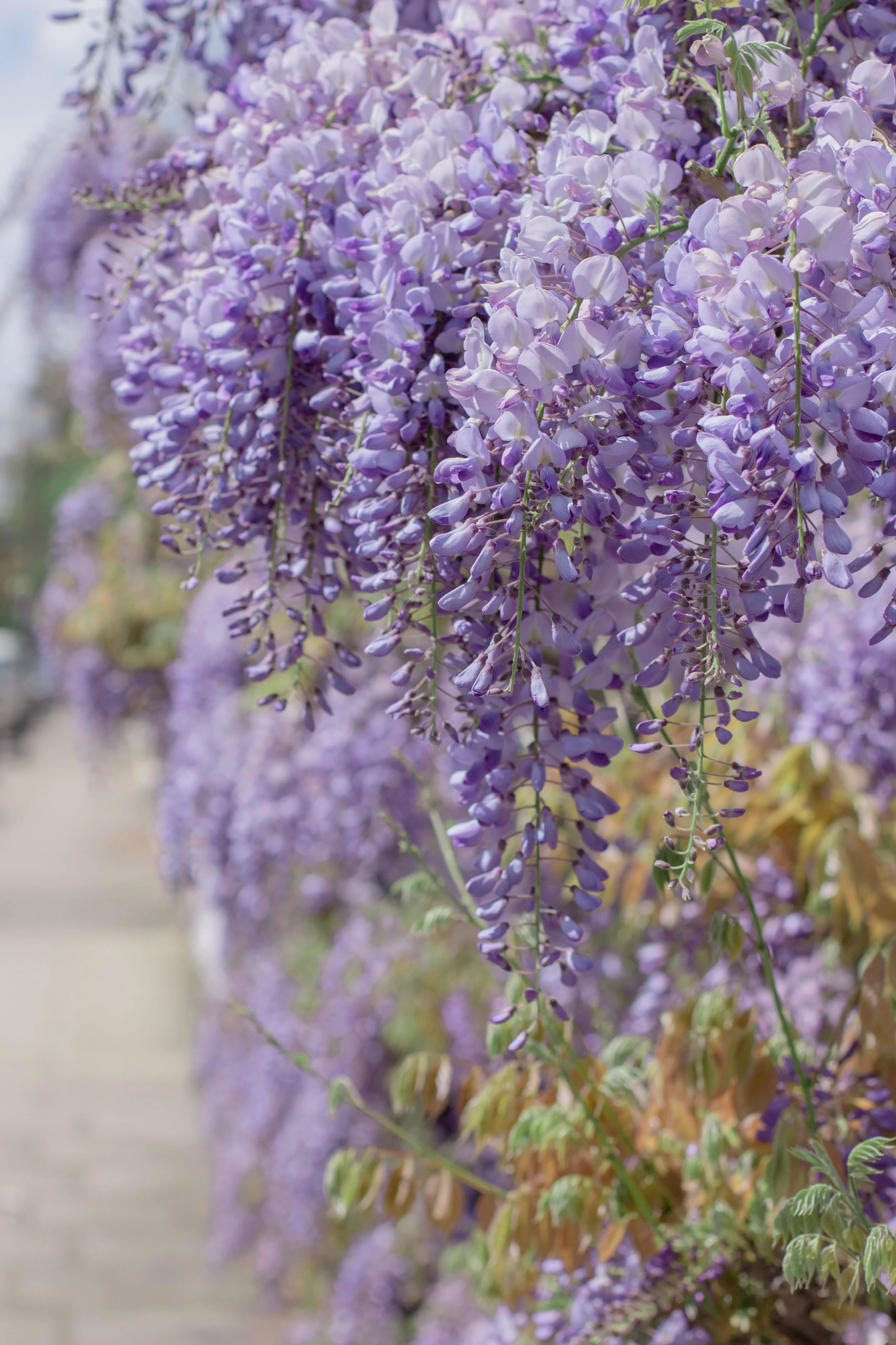 Where to find wisteria in London - the best wisteria hysteria house in Notting Hill | Sundays and Somedays