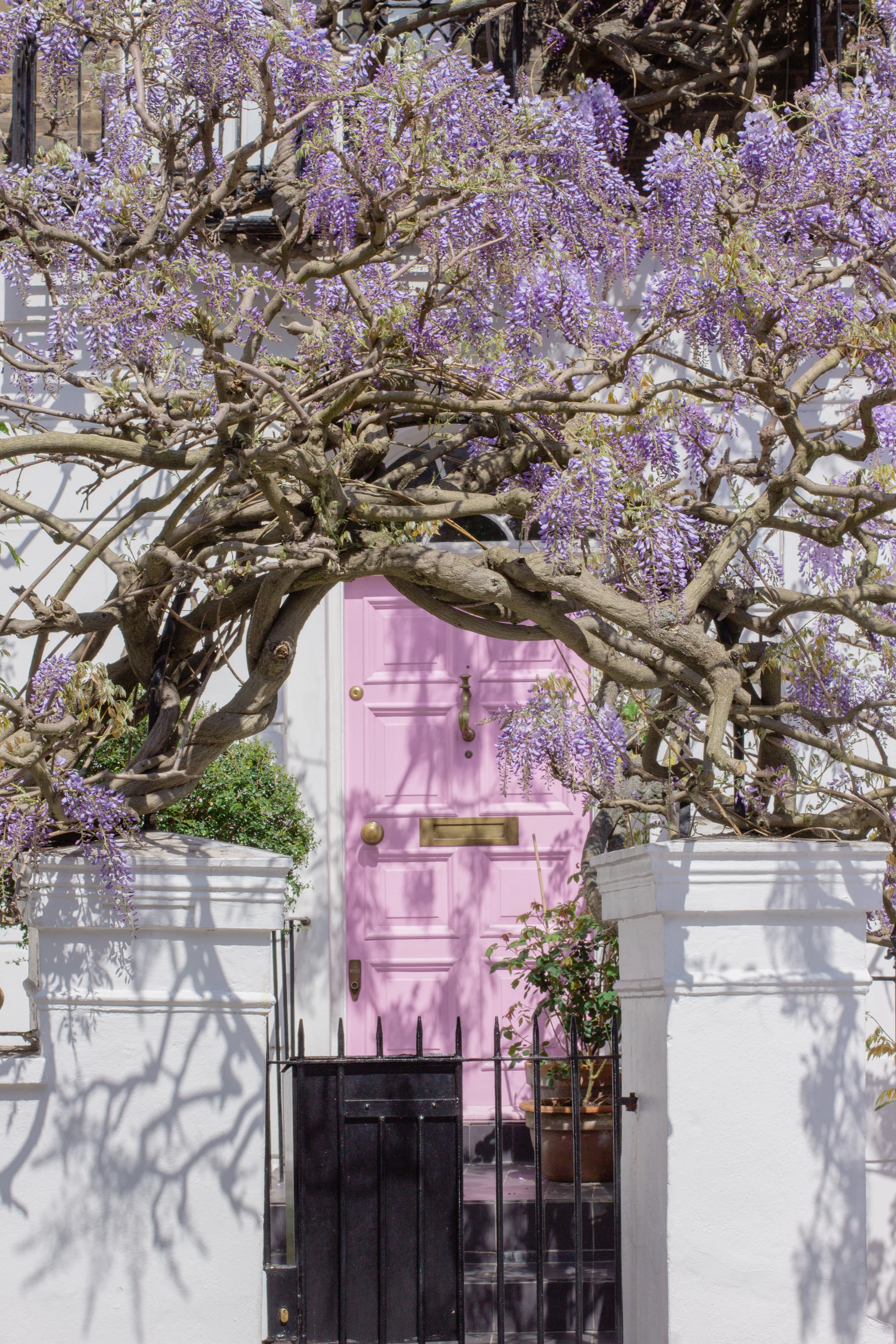 That pink house. The best wisteria hysteria spots in London | Sundays and Somedays