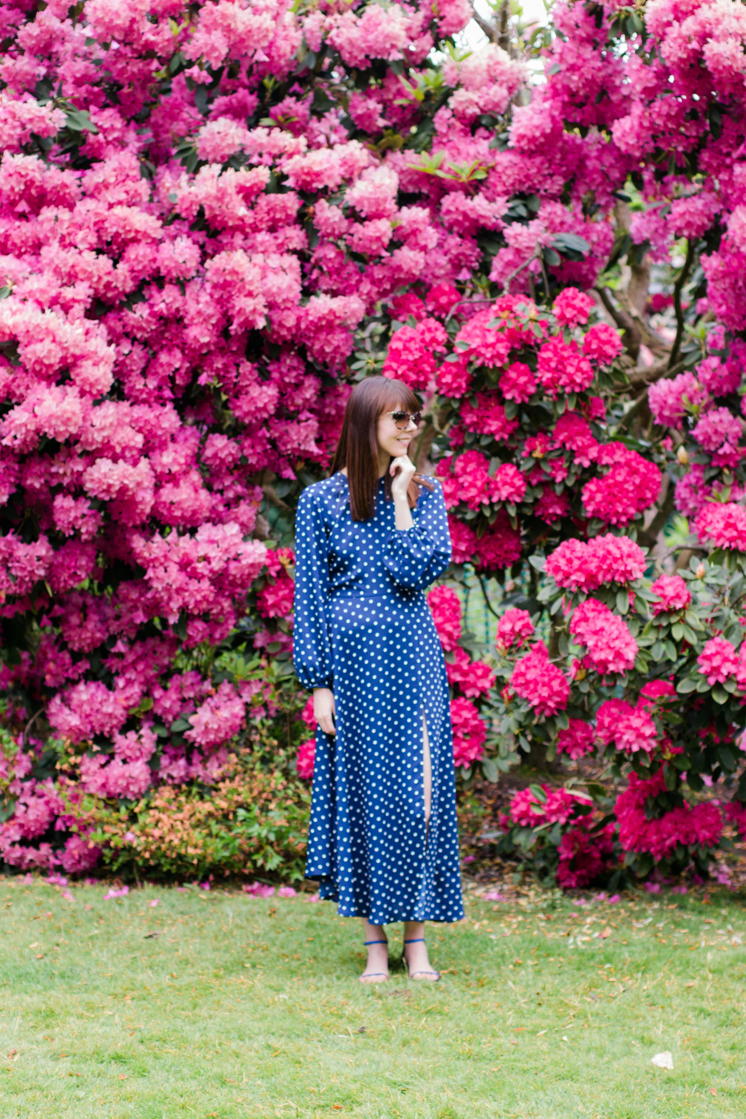 Pink and purple rhododendron flowers at Kenwood House, Hampstead Heath, London | Sundays and Somedays