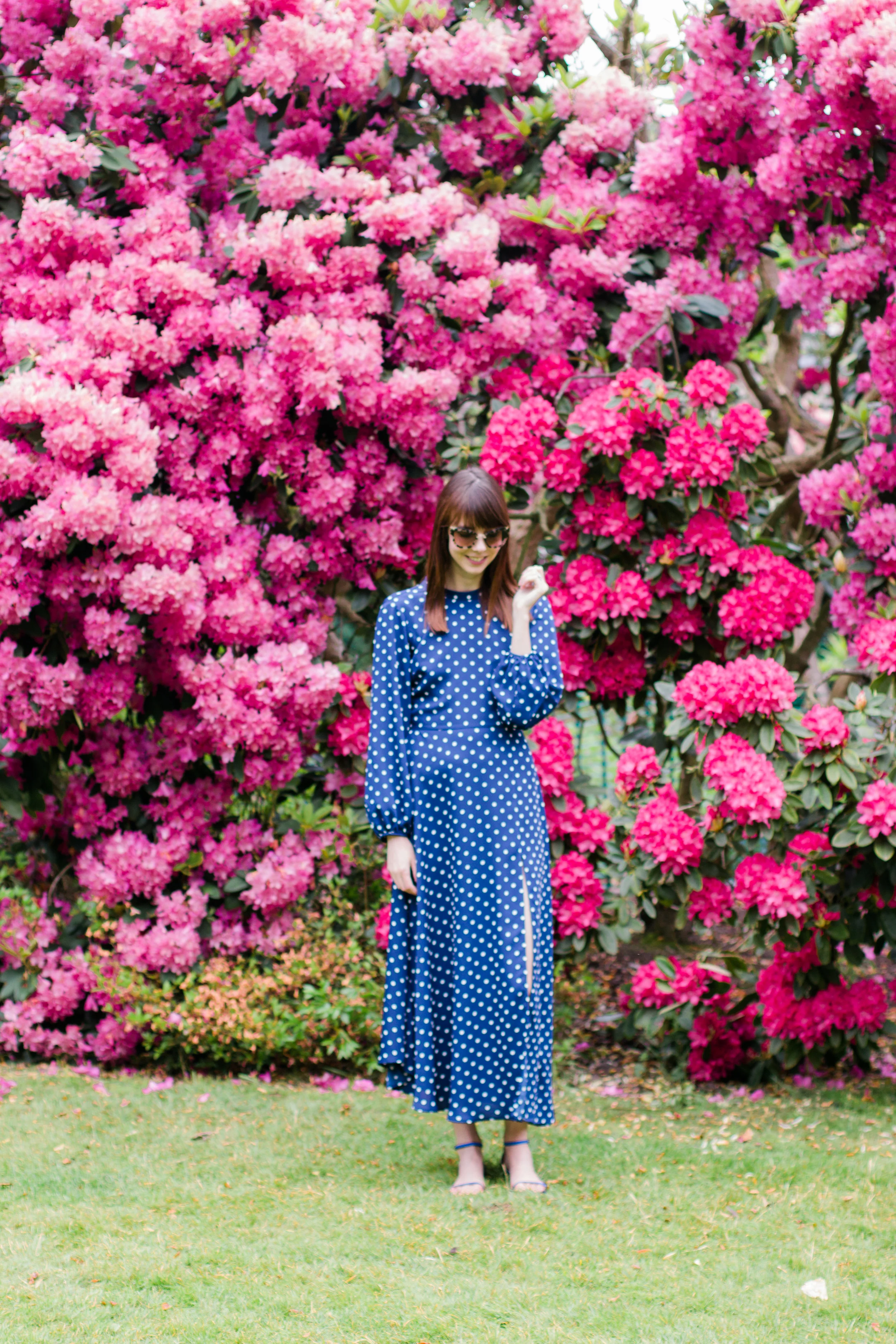 Pink and purple rhododendron flowers at Kenwood House, Hampstead Heath, London | Sundays and Somedays