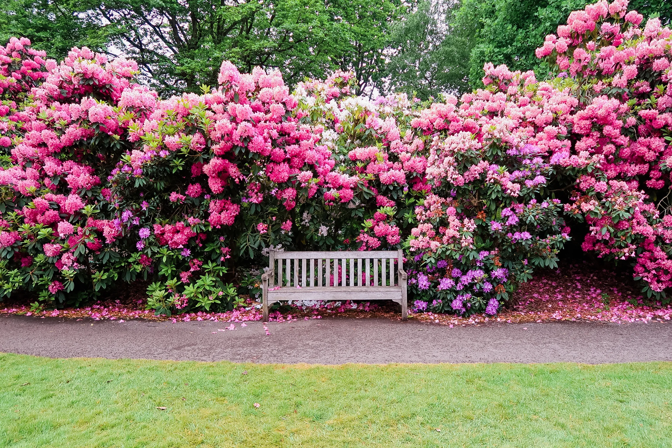Pink and purple rhododendron flowers at Kenwood House, Hampstead Heath, London | Sundays and Somedays