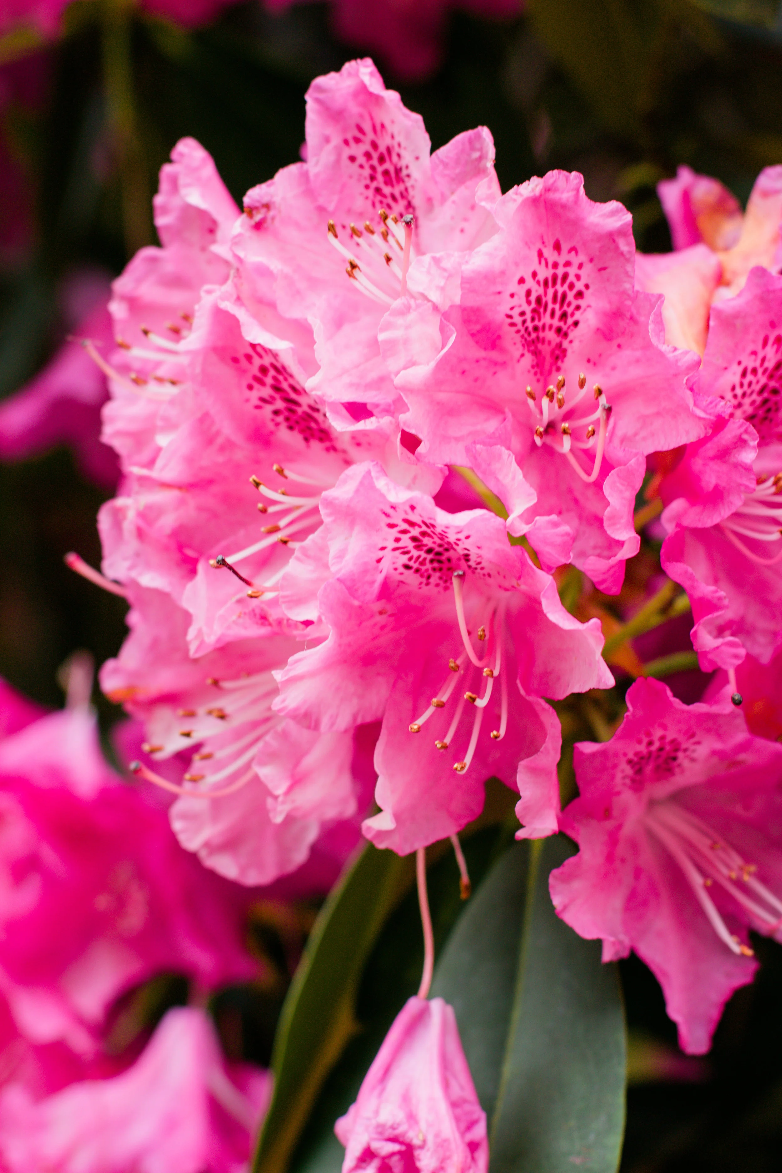 Pink and purple rhododendron flowers at Kenwood House, Hampstead Heath, London | Sundays and Somedays