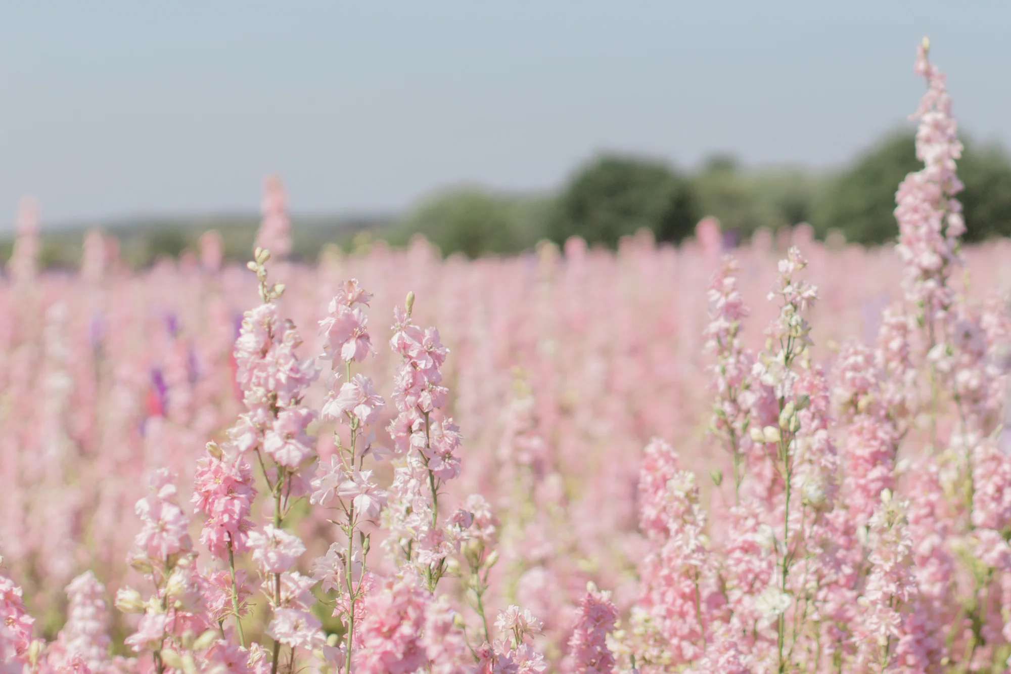 Wearing a blue dress at the Real Flower Petal Confetti Co Flower Fields in Warwick outside of London | Sundays and Somedays