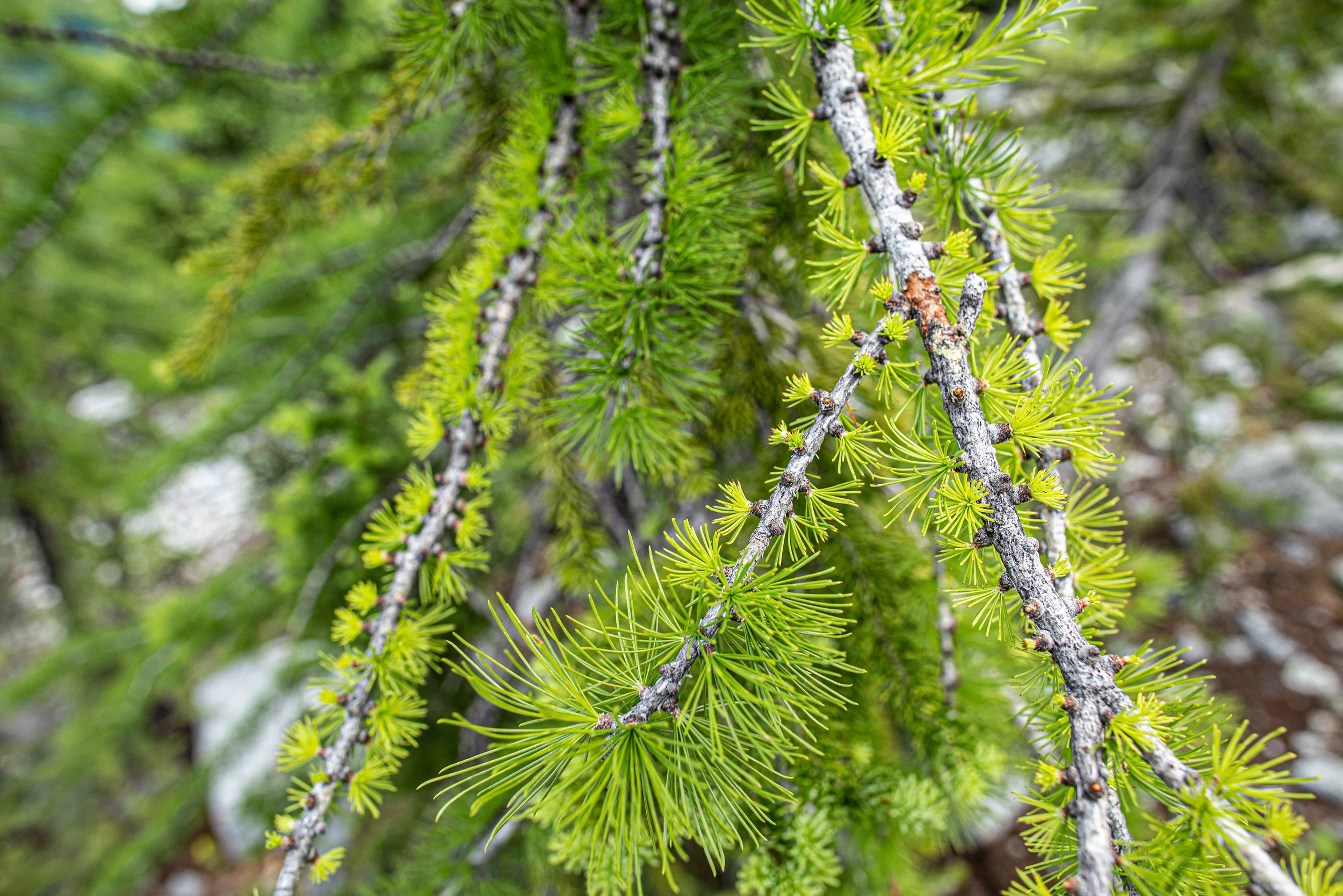 Enchantments_2019-28.jpg