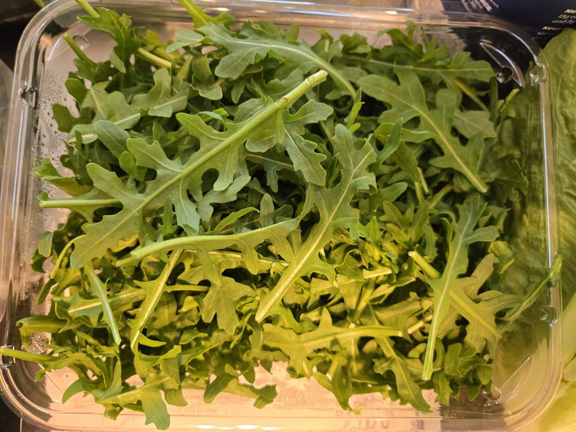 Arugula.jpg