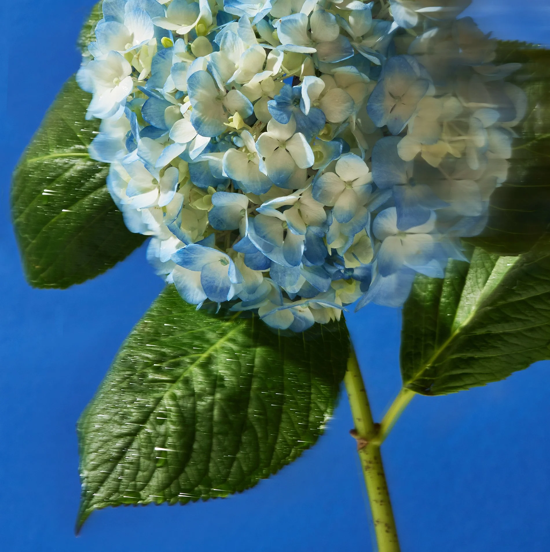 blue hydrangea_san_francisco_bay_area_photographer 7.jpg