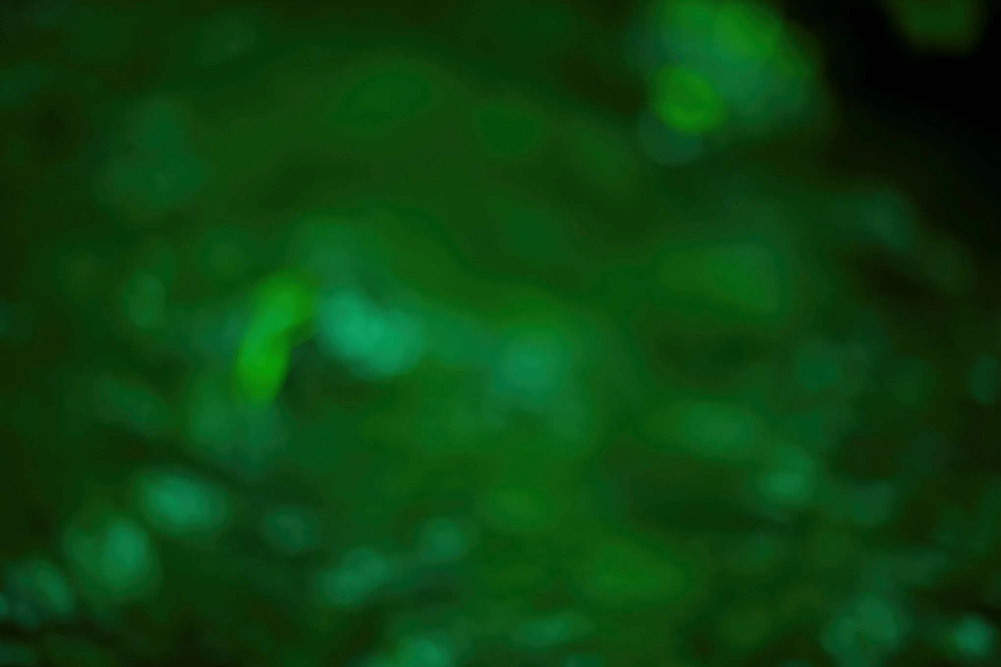 iStock_000050620254_Large - darker.jpg