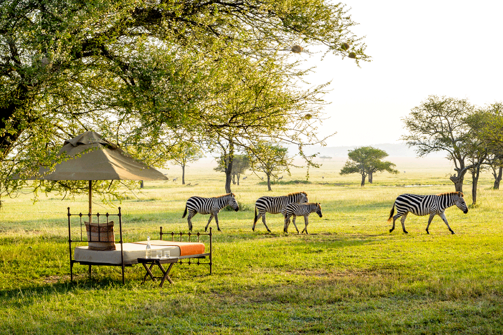 Safaris.png
