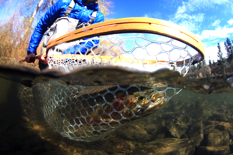 Photo: Dave McCoy