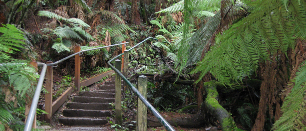 1000 Steps with Boss