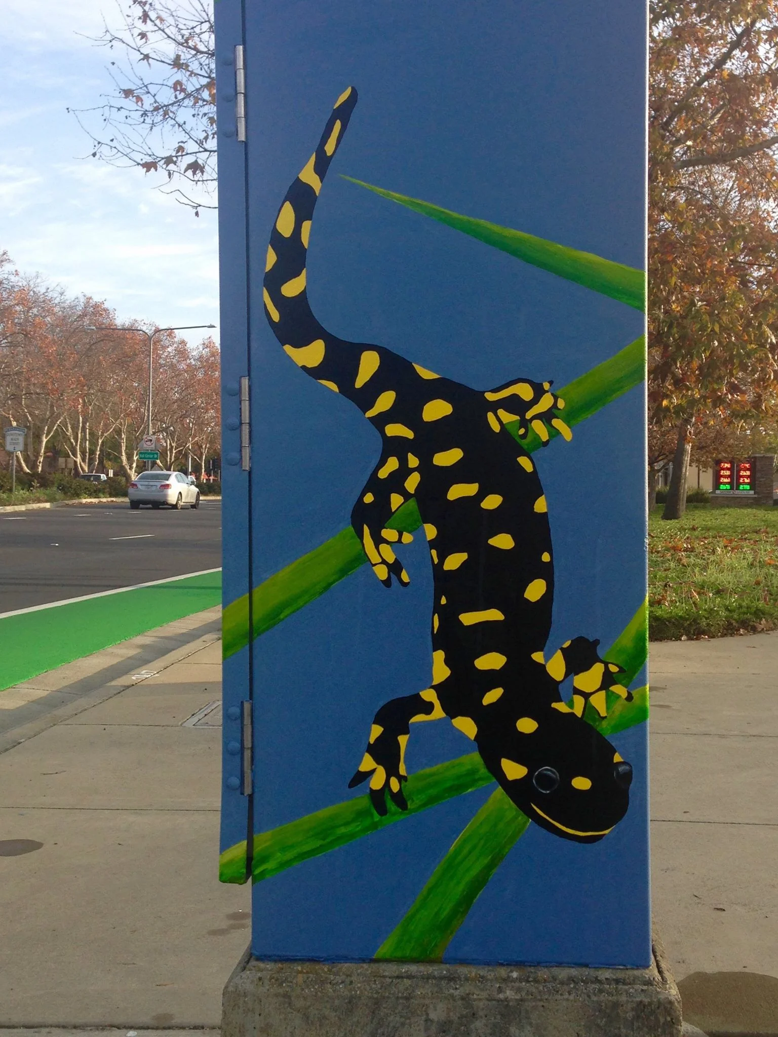 California Tiger Salamander