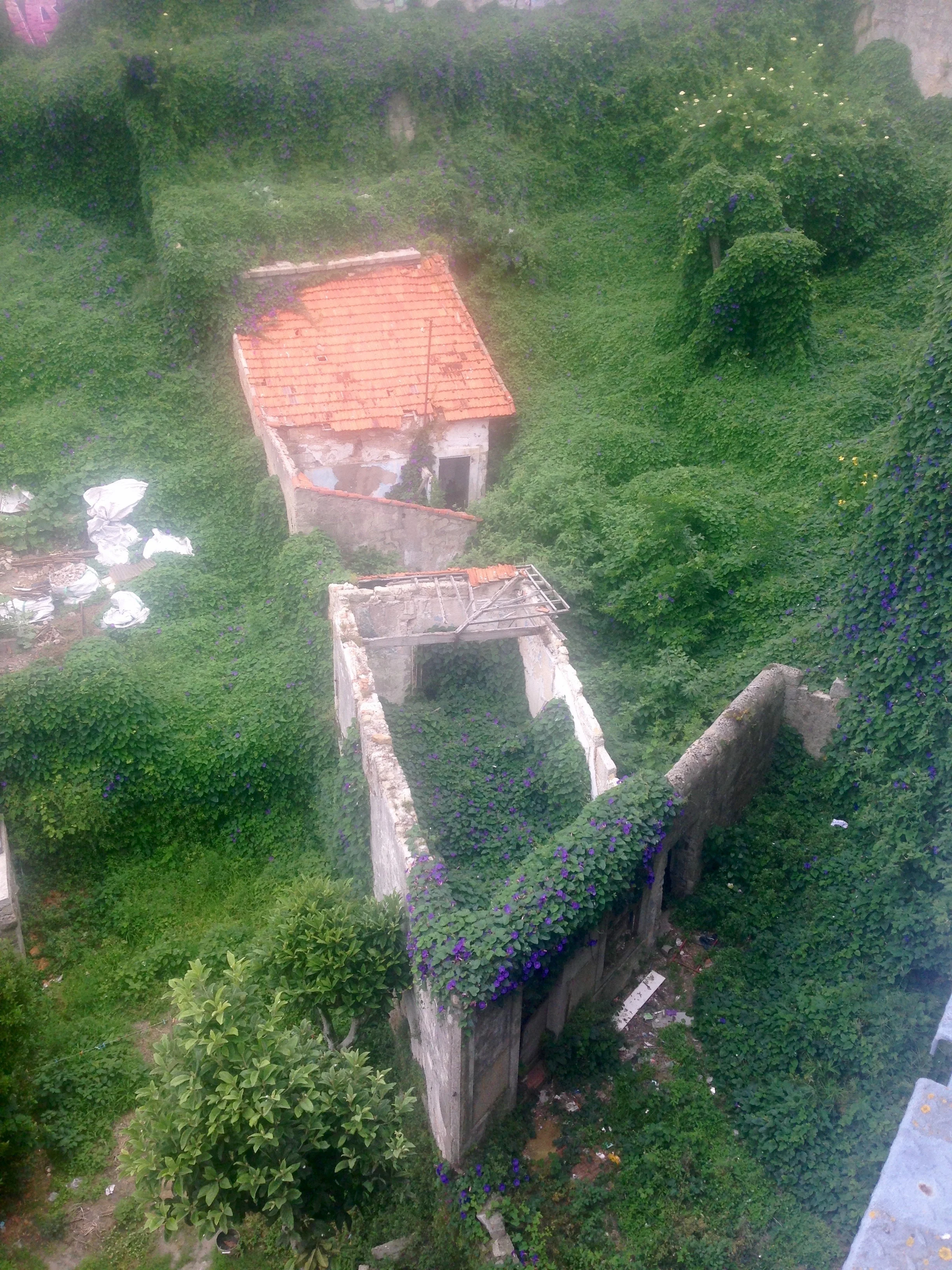 Nature grows within the ruins