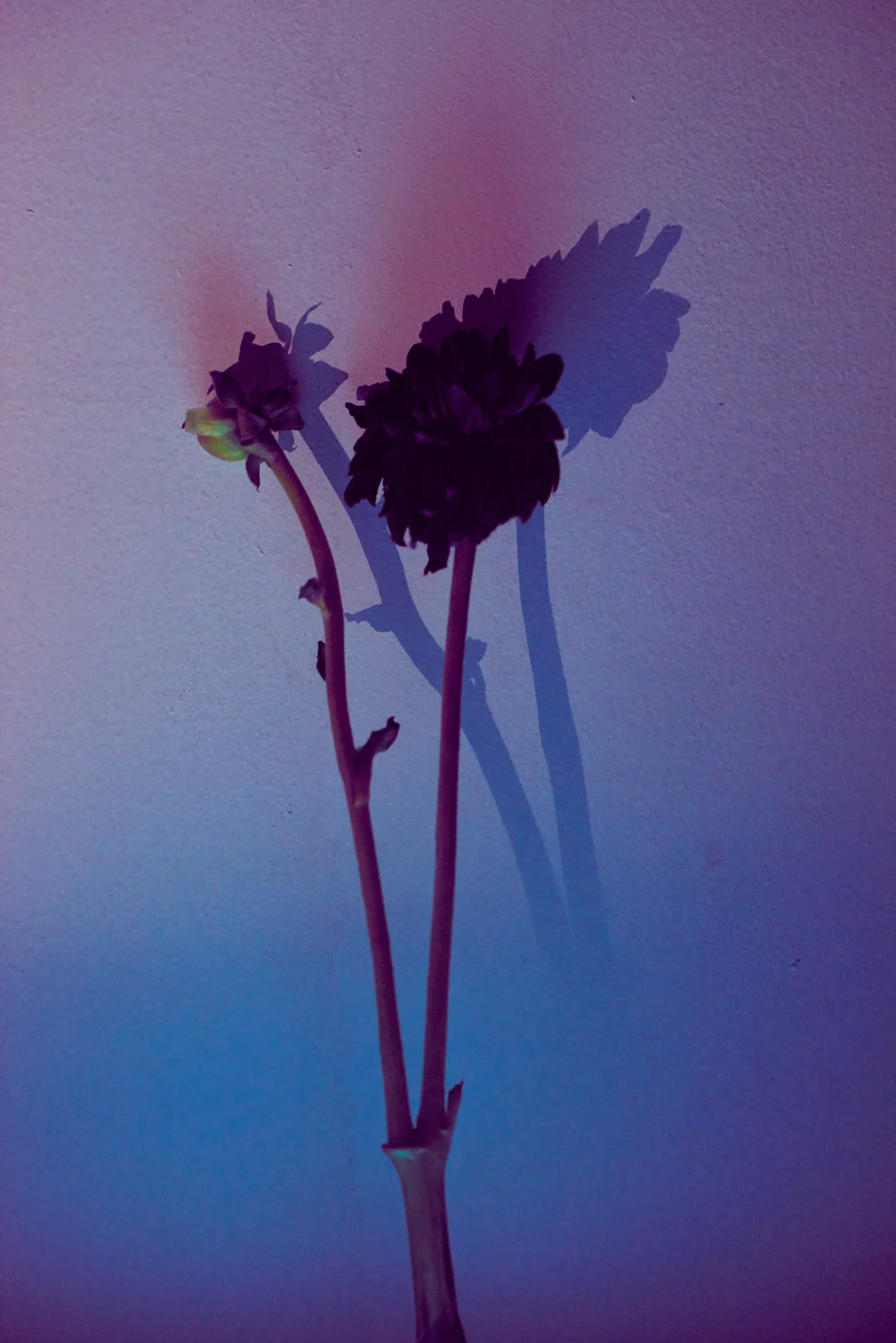 Flowers_20160816_0099.jpg